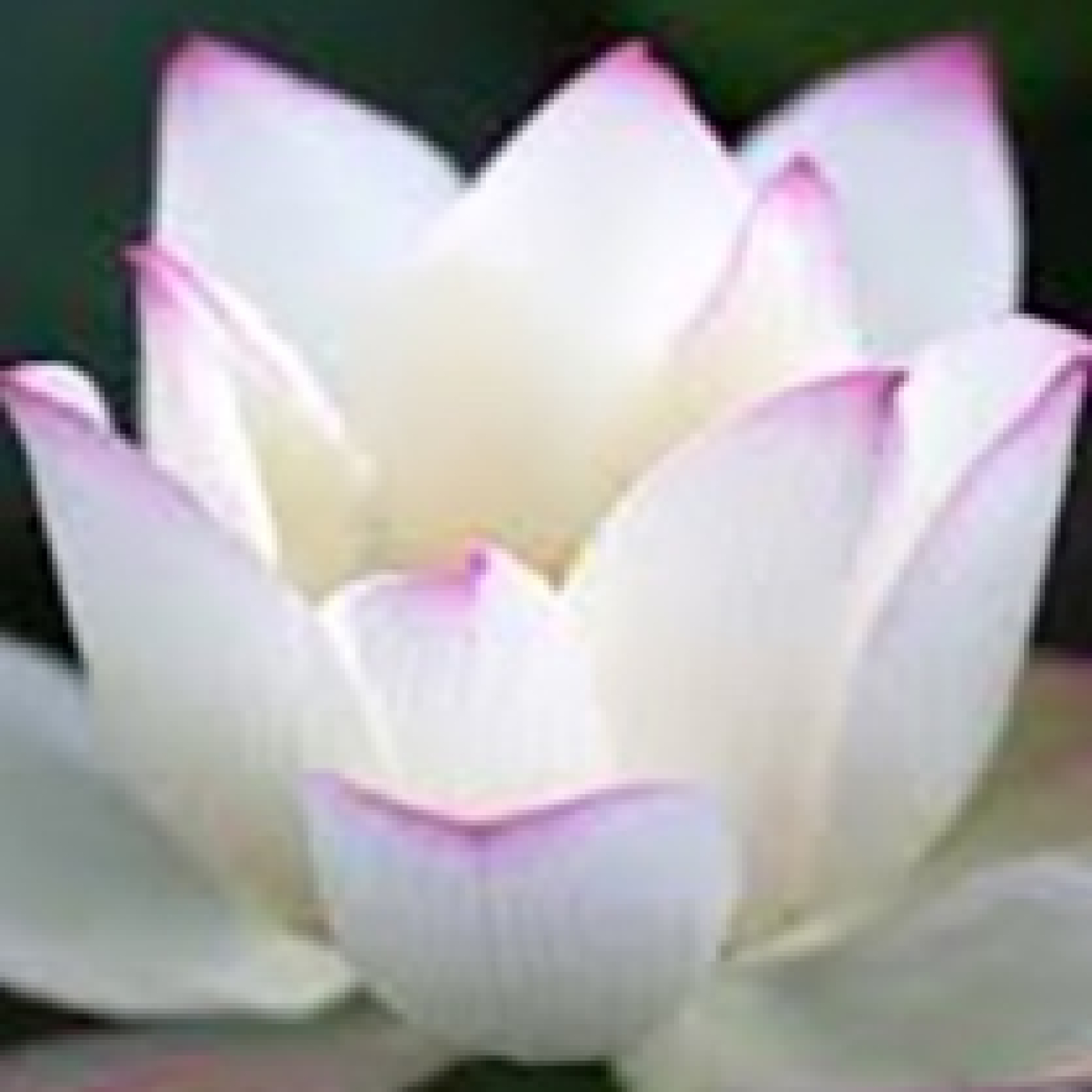 CONCIENCIA Y MEDITACIÓN