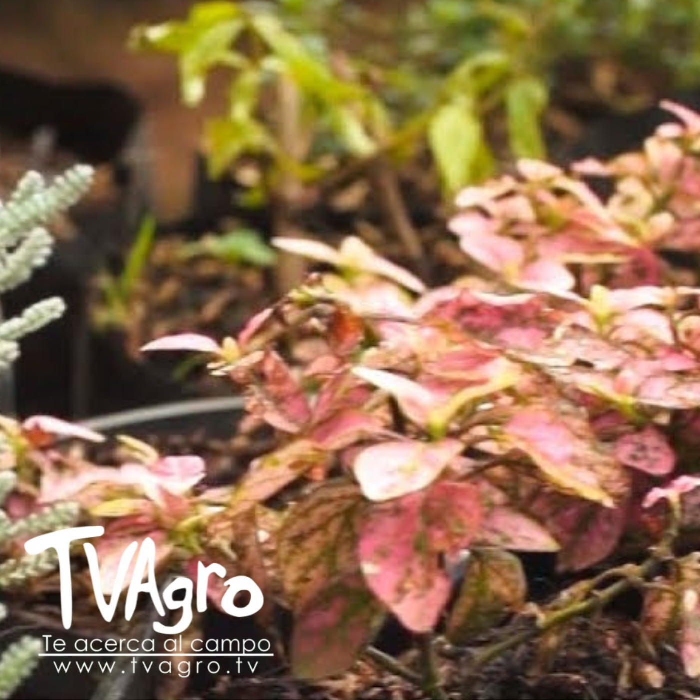 TV AGRO