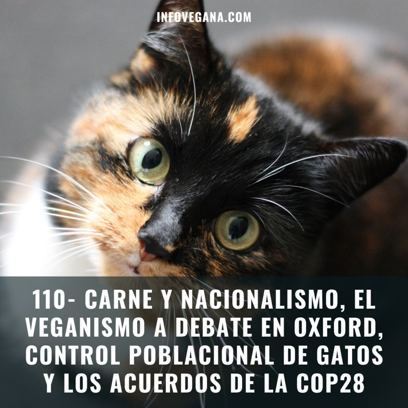Infovegana, podcast de veganismo y sostenibilidad