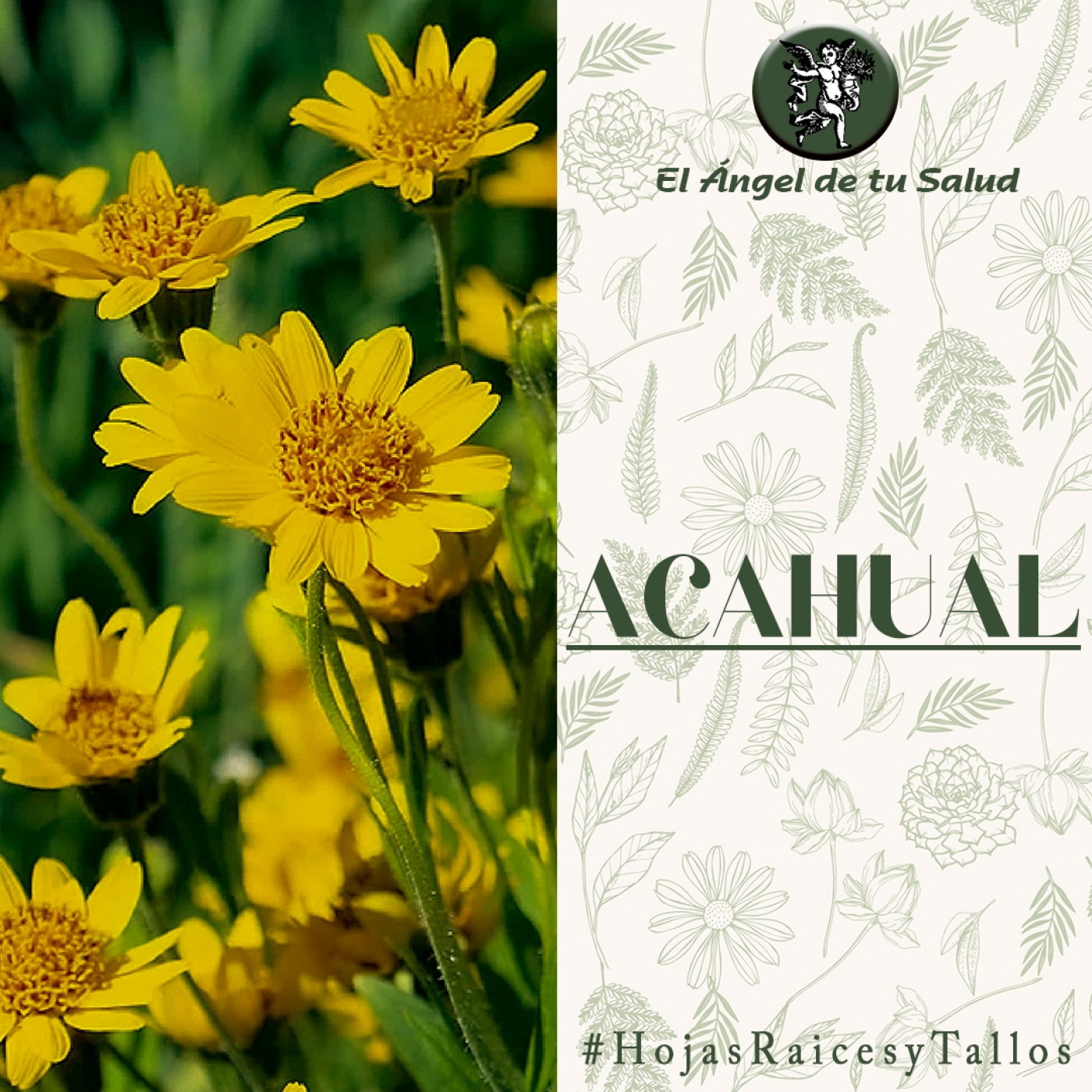 El Ángel de tu Salud - Acahual** episode artwork