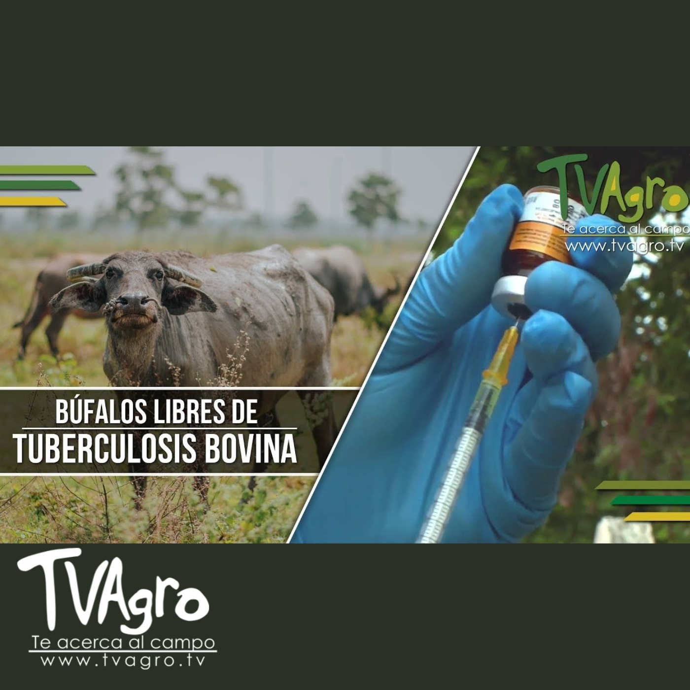 TV AGRO