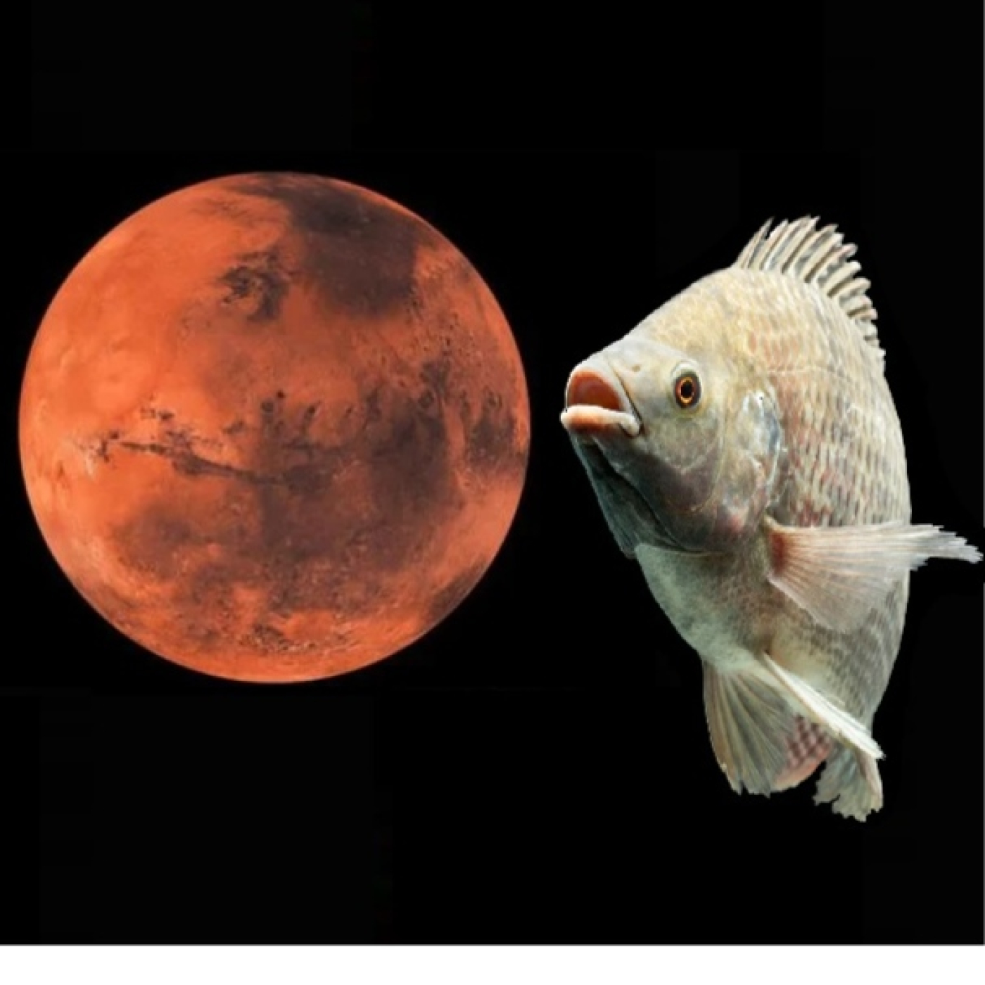 1066 - Peces para fertilizar el suelo marciano - Canoas de hace 7.500 años - La Gran Mancha de Júpiter podría ser nueva