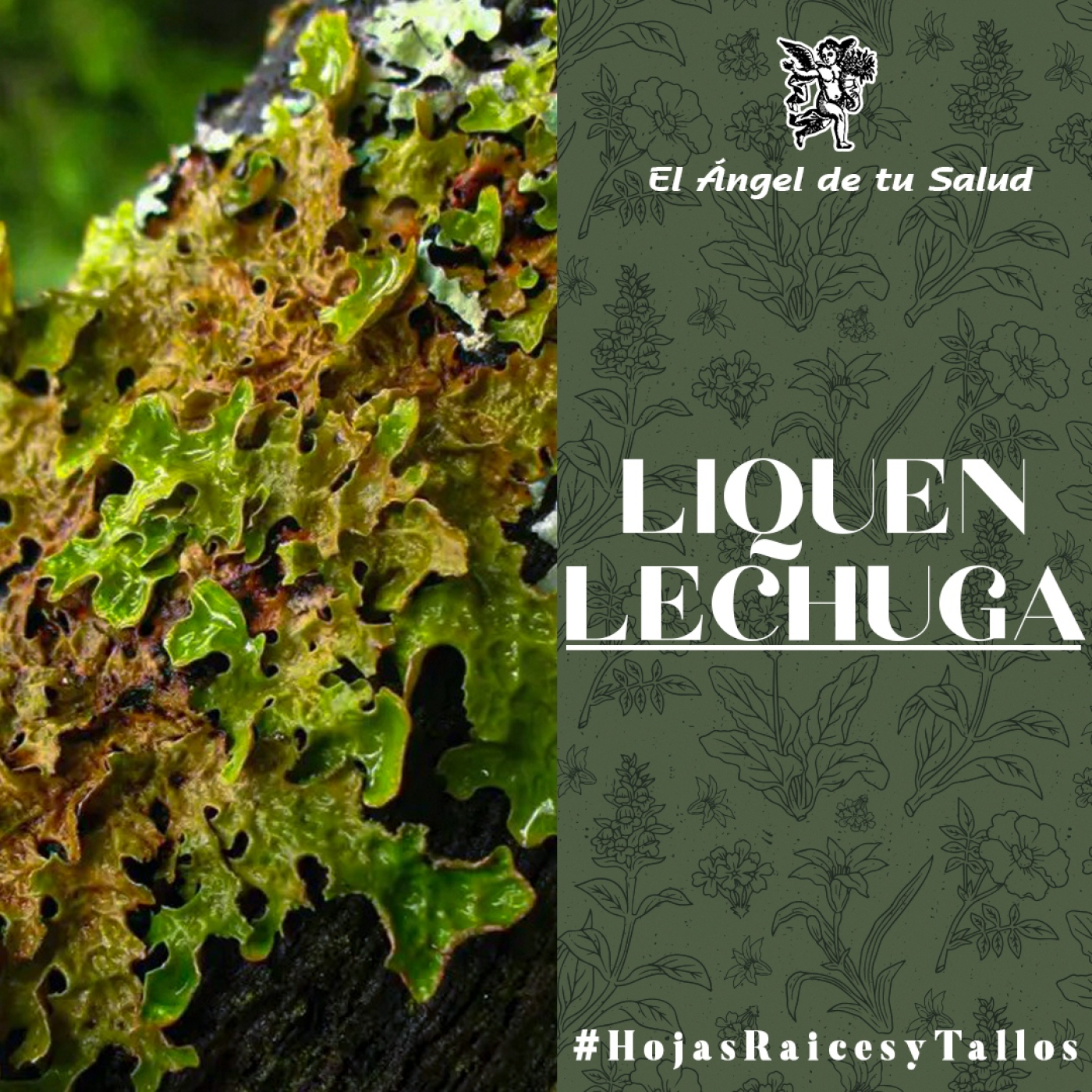 El Ángel de tu Salud - Liquen Lechuga** episode artwork