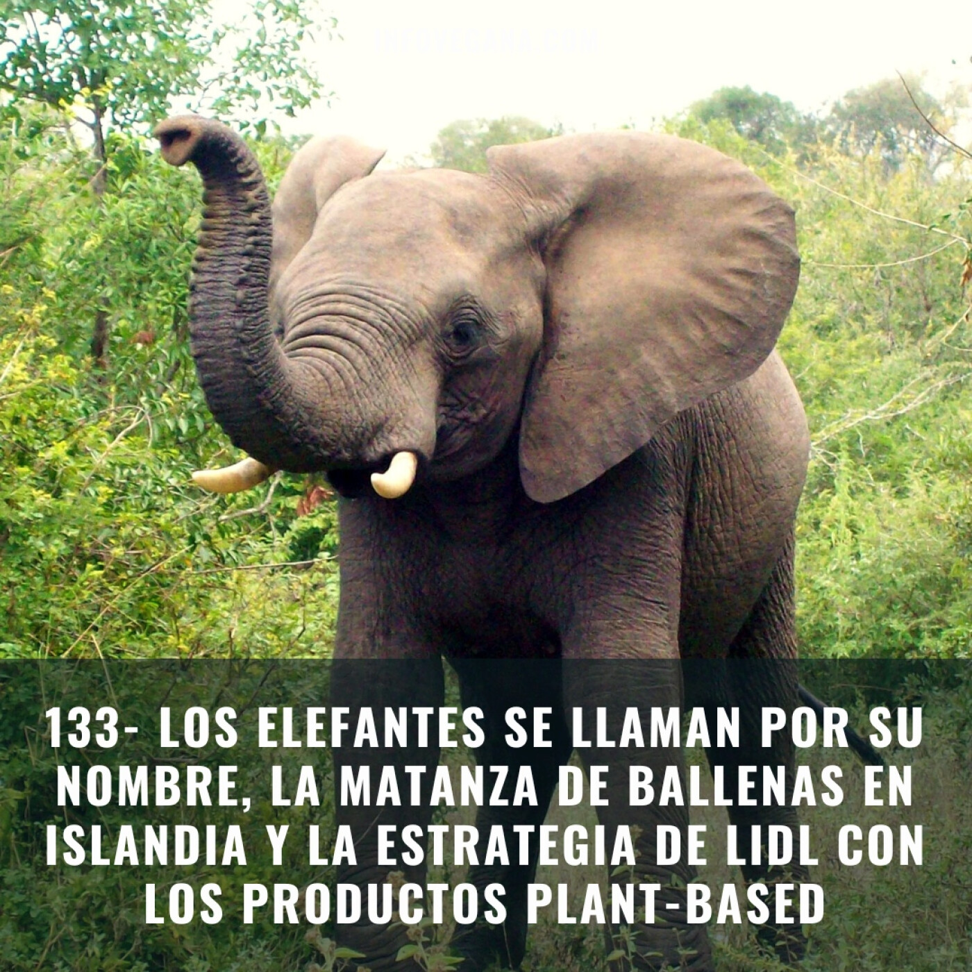 Infovegana, podcast de veganismo y sostenibilidad
