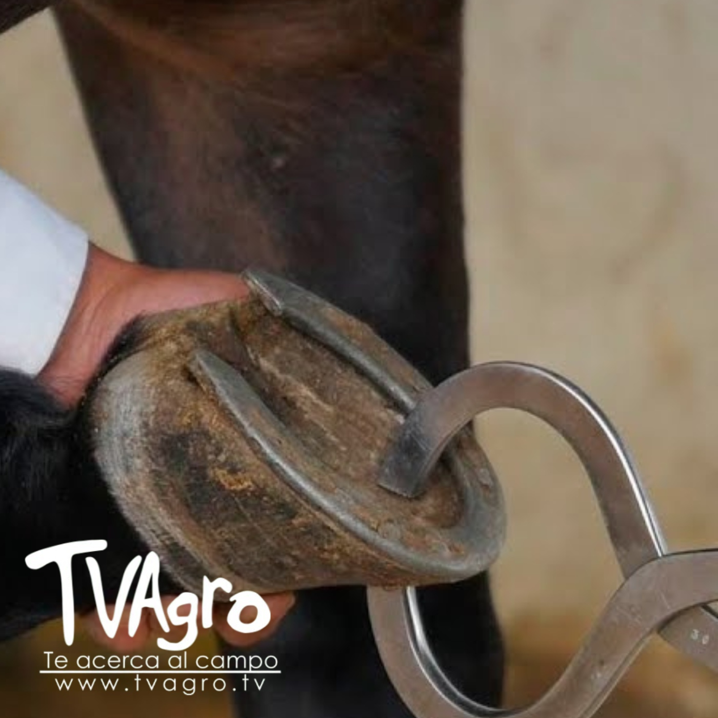 TV AGRO