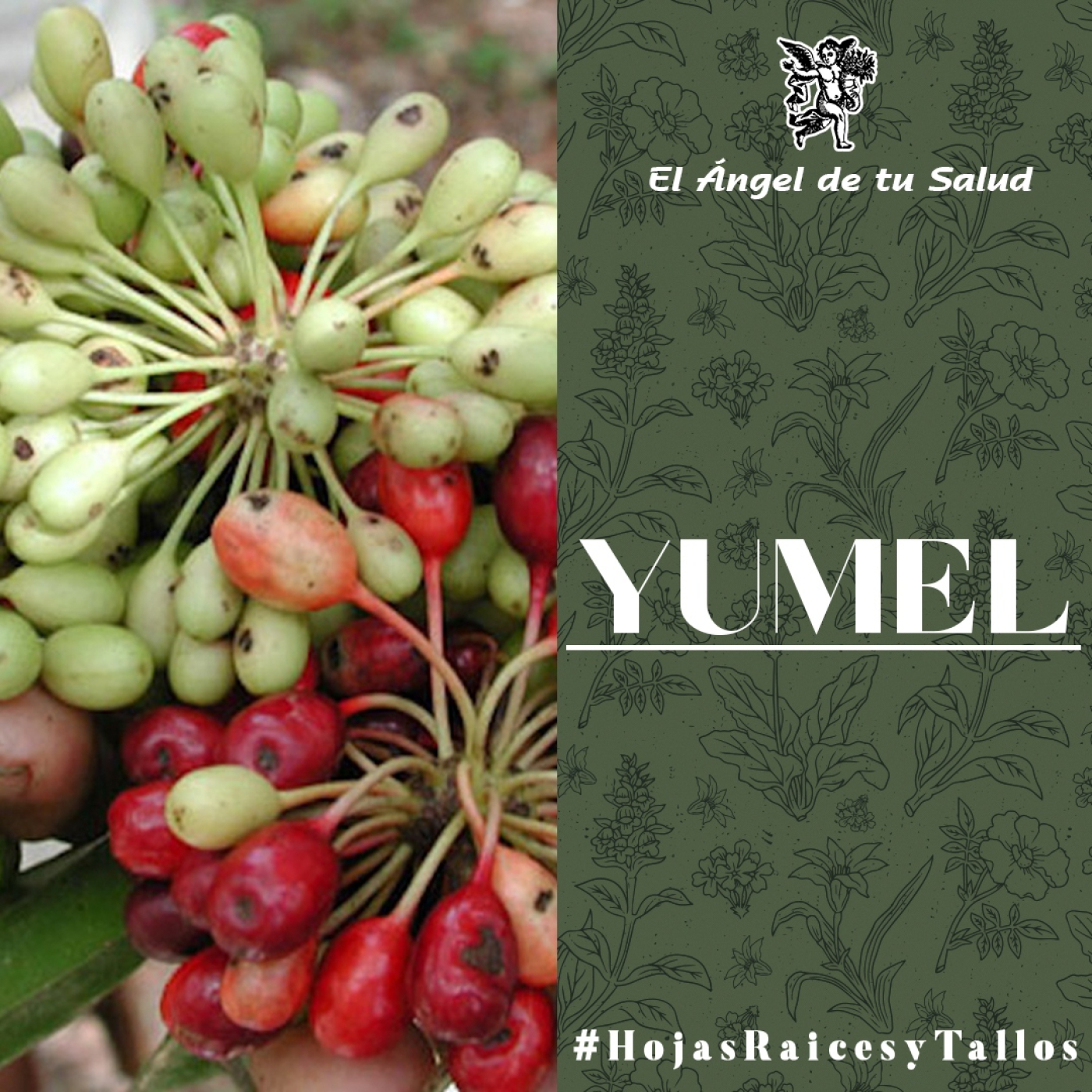 El Ángel de tu Salud - Yumel** episode artwork