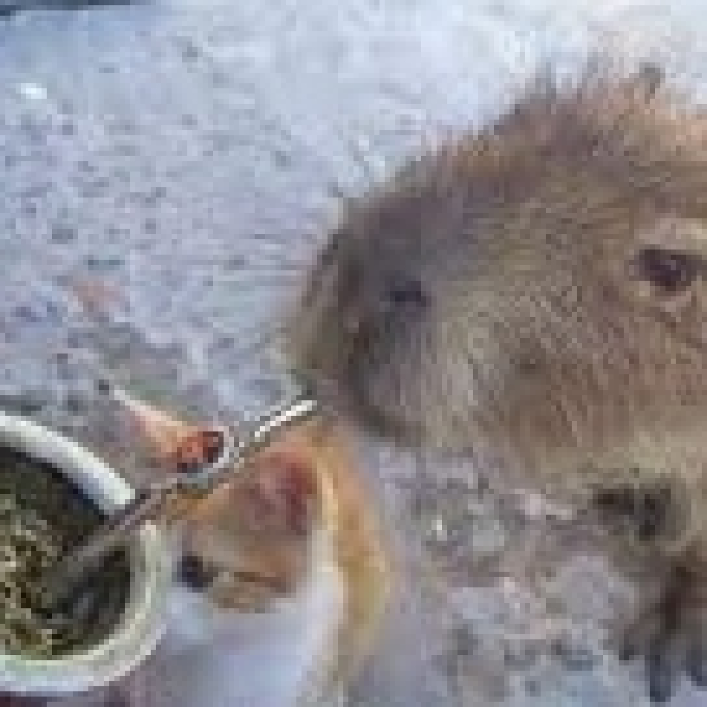 Podcast de S.O.S HÁBITAT