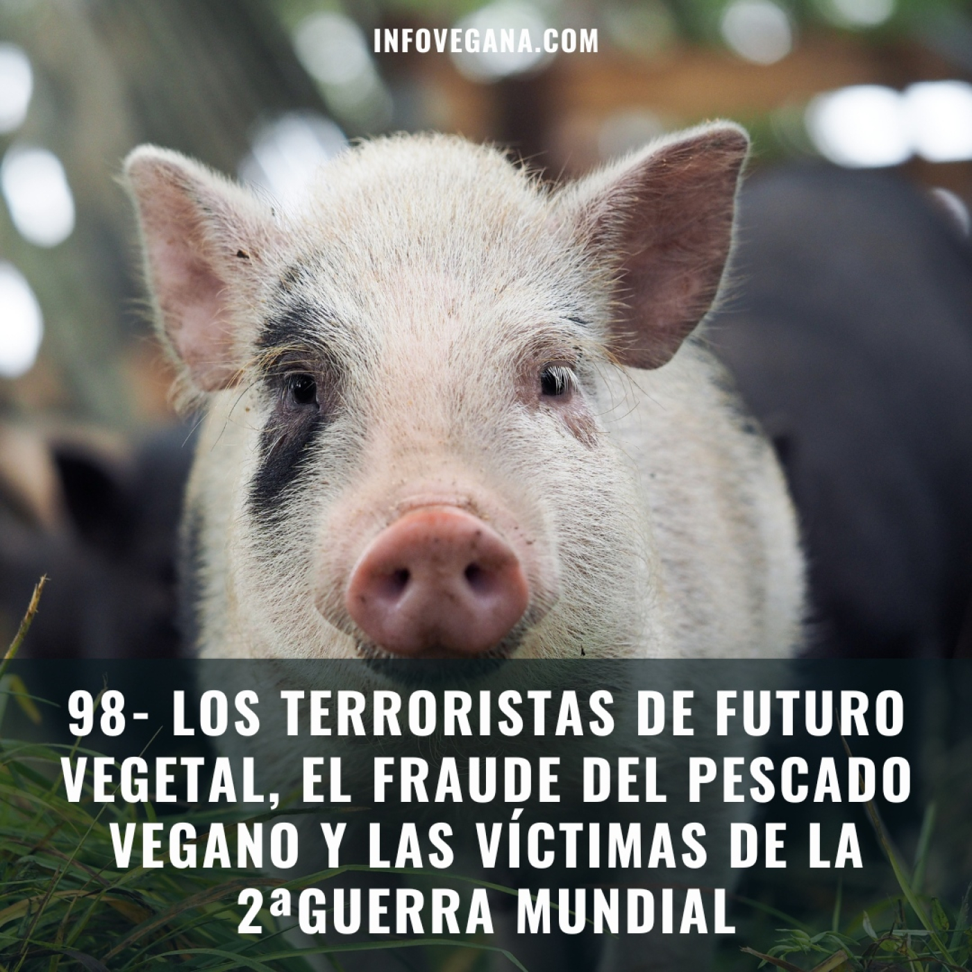 Infovegana, podcast de veganismo y sostenibilidad