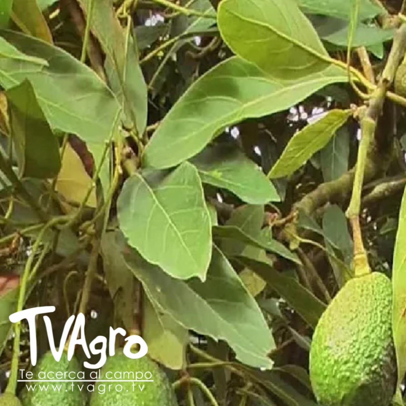 TV AGRO