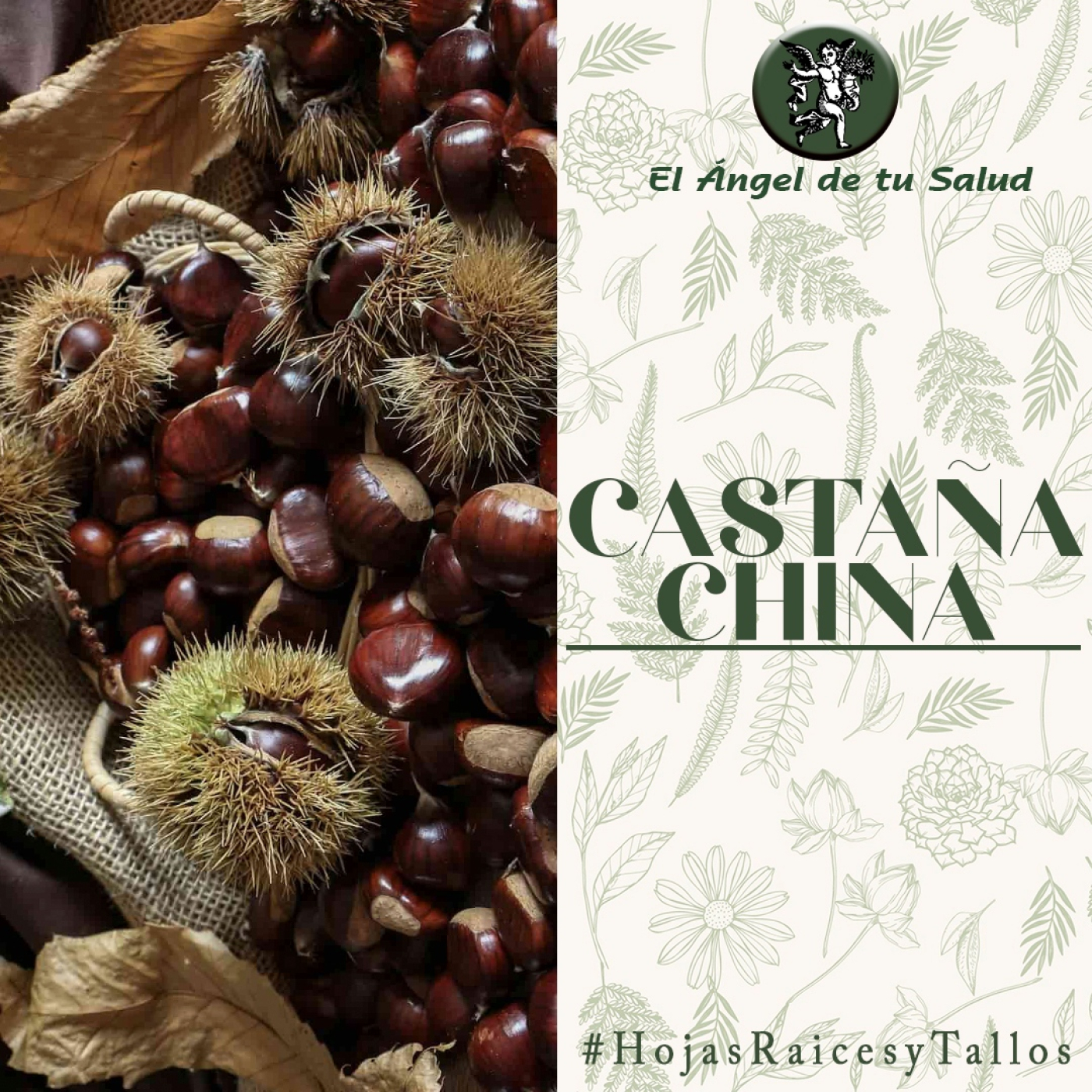 El Ángel de tu Salud - Castaña China** episode artwork