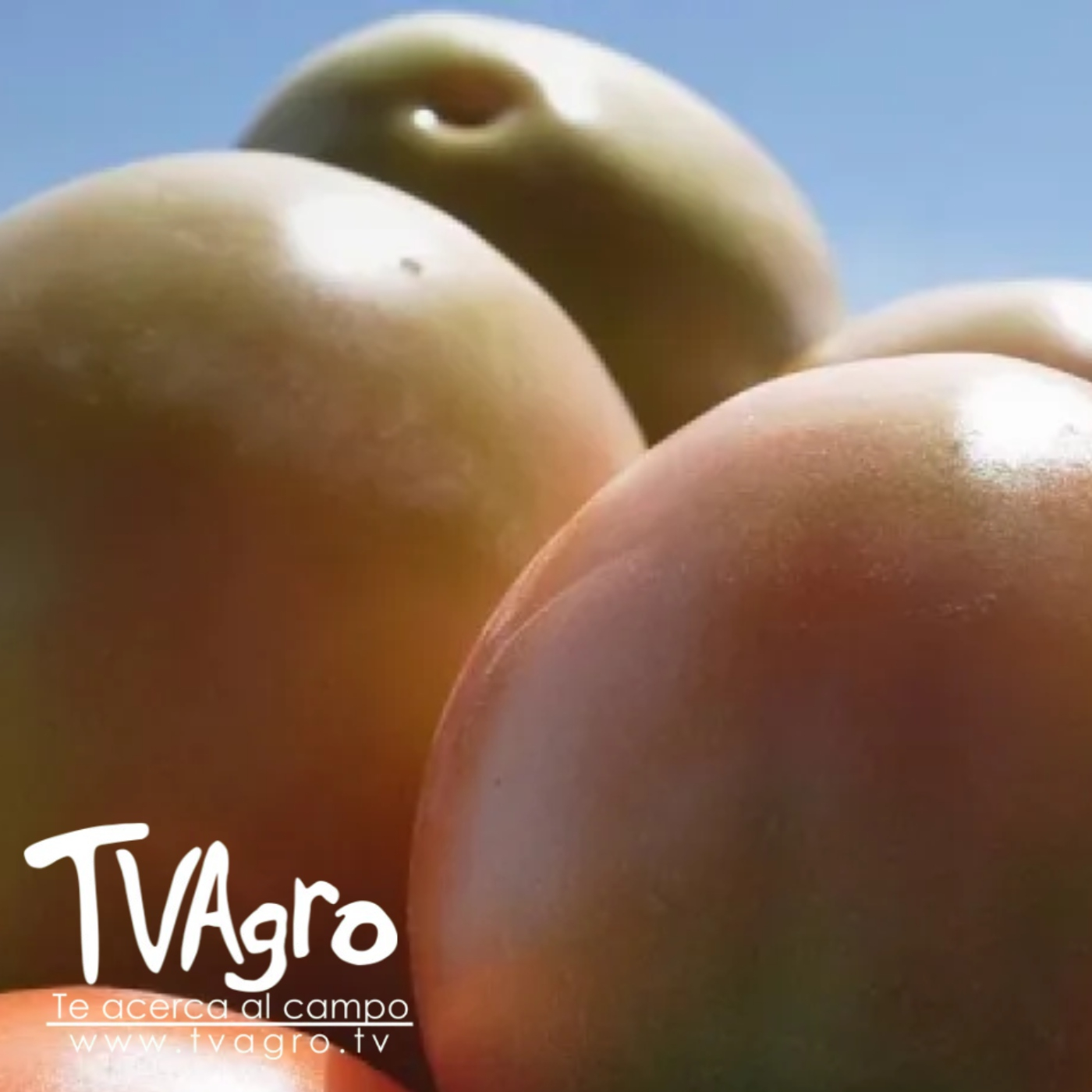 TV AGRO
