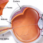 embed image