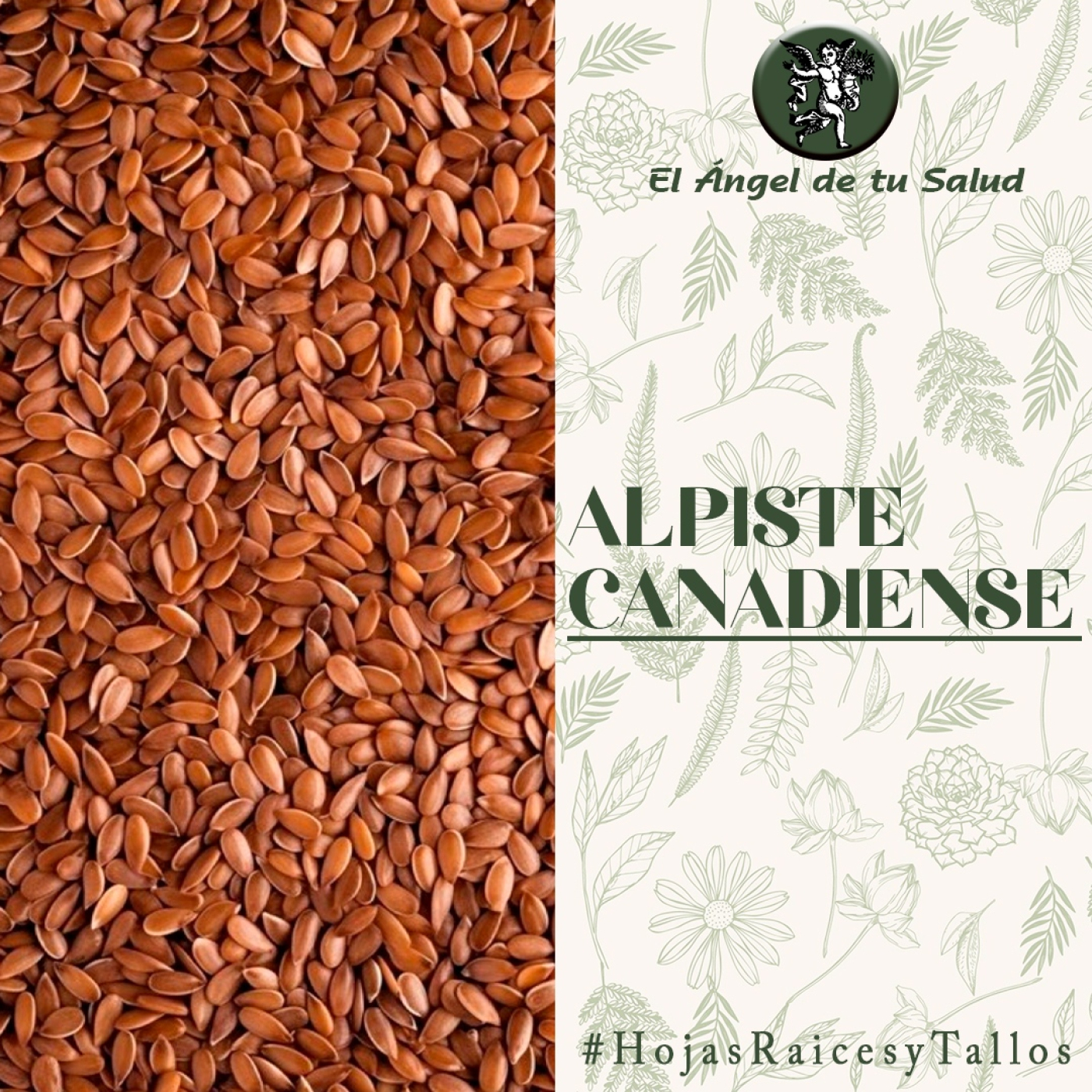El Ángel de tu Salud - Alpiste Canadiense** episode artwork