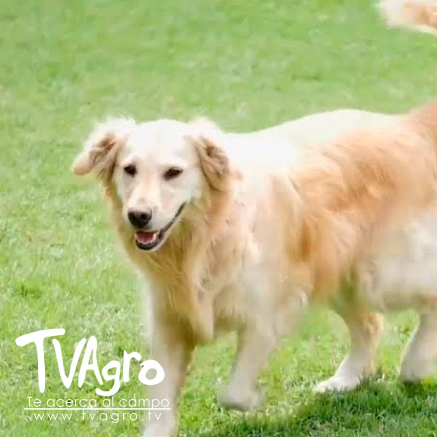 TV AGRO