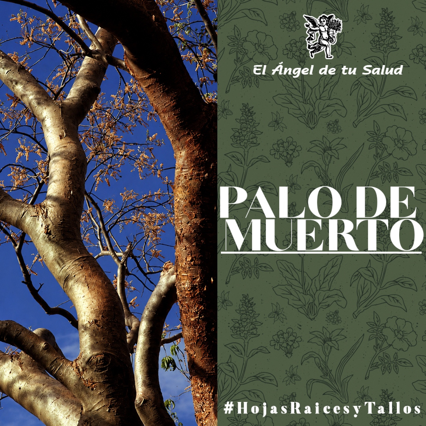 El Ángel de tu Salud - Palo de Muerto** episode artwork