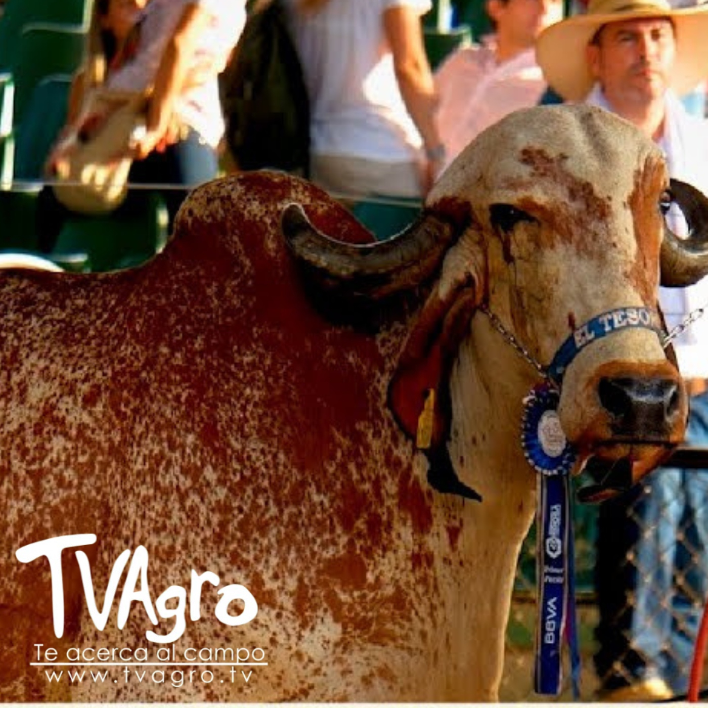 TV AGRO
