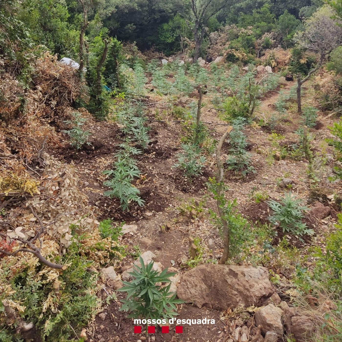H14 TERRES DE L'EBRE 23-06-2022 episode artwork