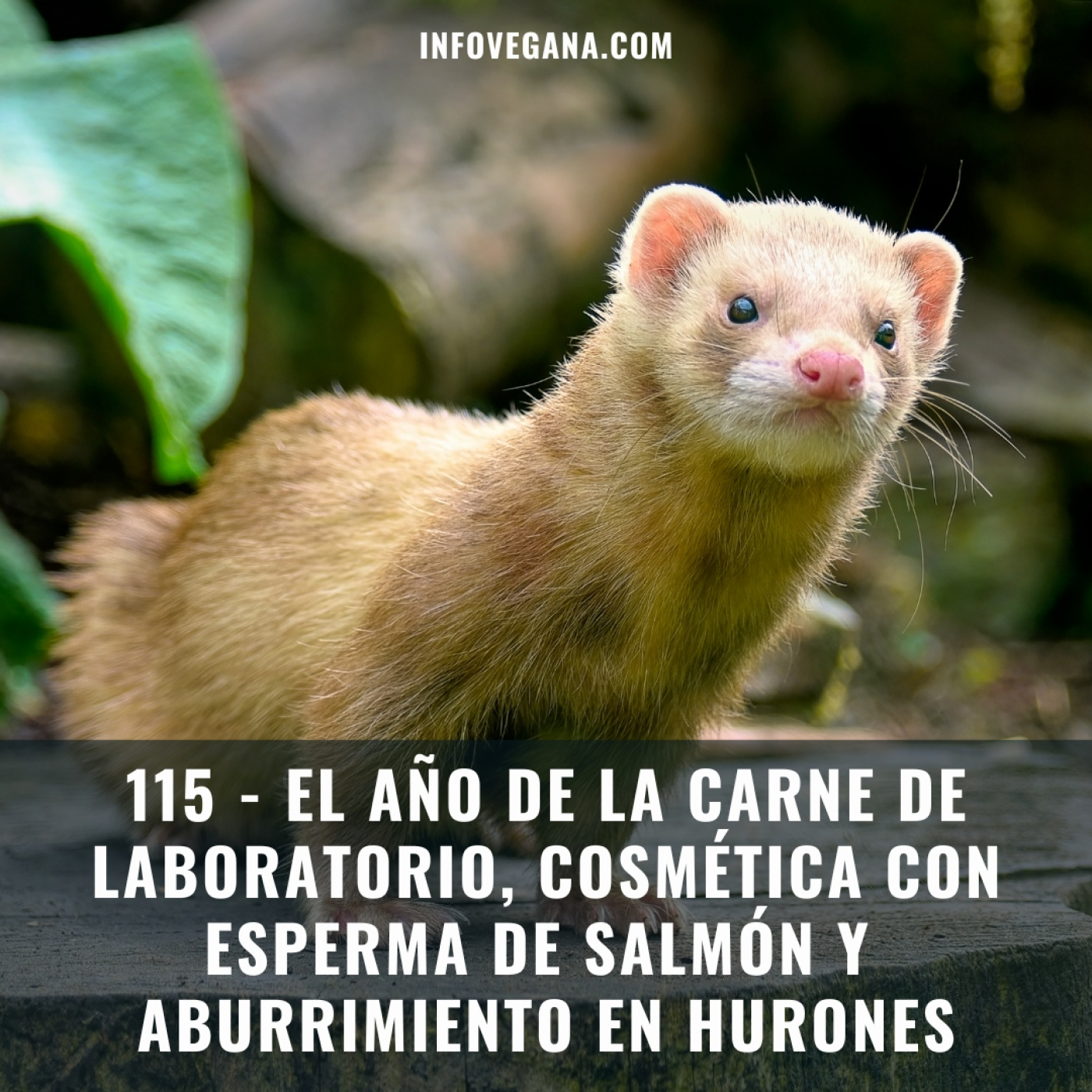 Infovegana, podcast de veganismo y sostenibilidad