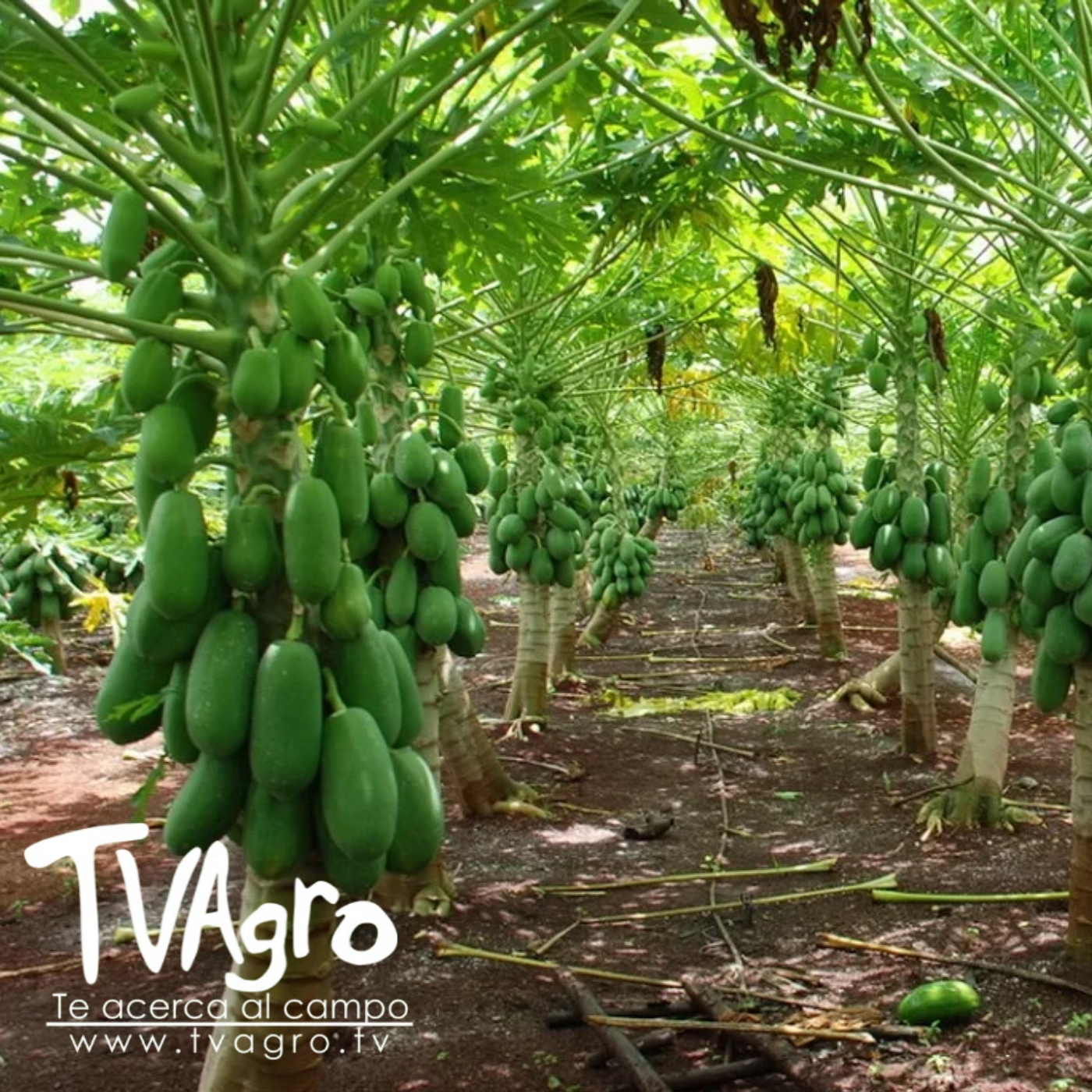 TV AGRO