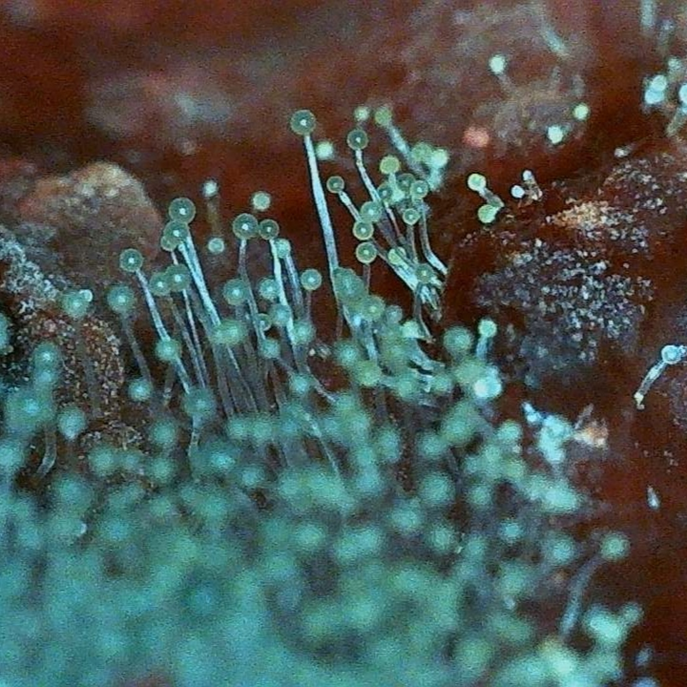 Aparici en Órbita s08e26: Los mohos en gastronomía y en la cocina, con Cipriano Carrero