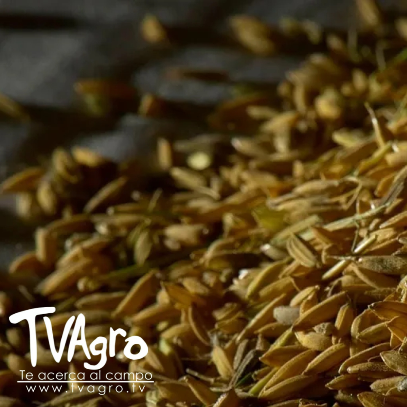 TV AGRO