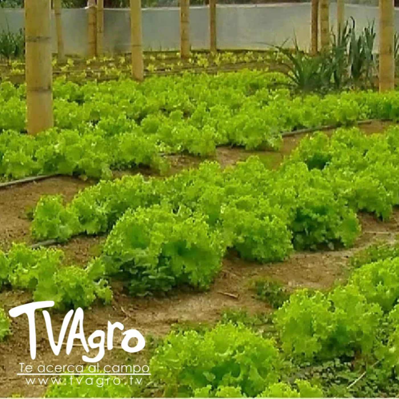 TV AGRO
