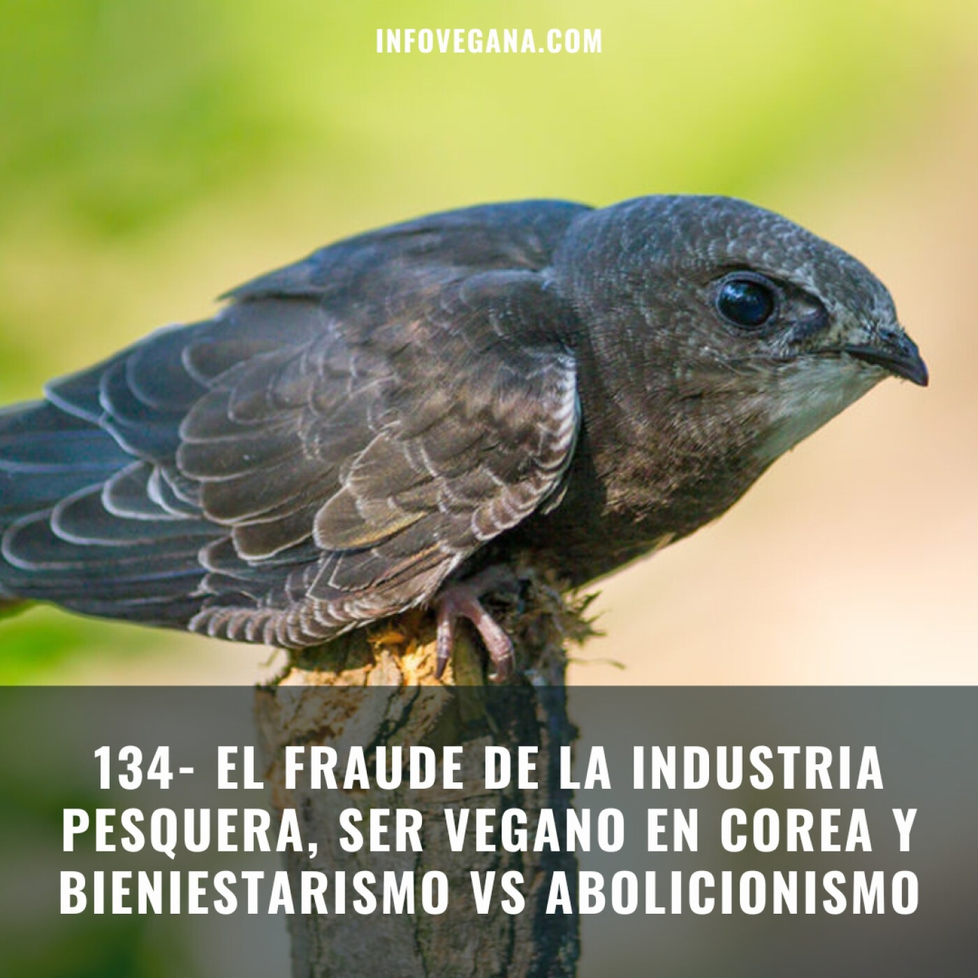 Infovegana, podcast de veganismo y sostenibilidad