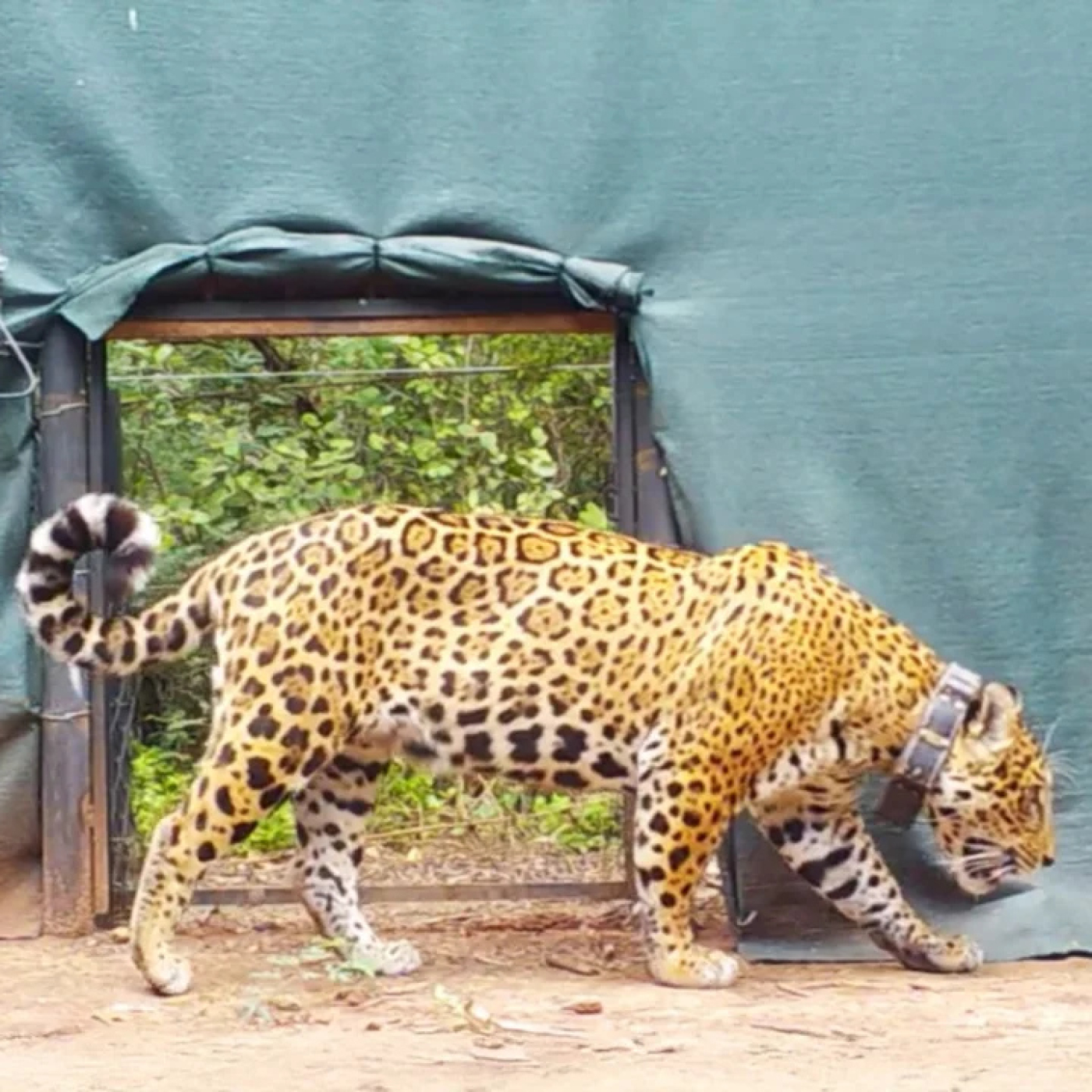 Fundación Rewilding: Liberación de una yaguareté silvestre en El Impenetrable episode artwork