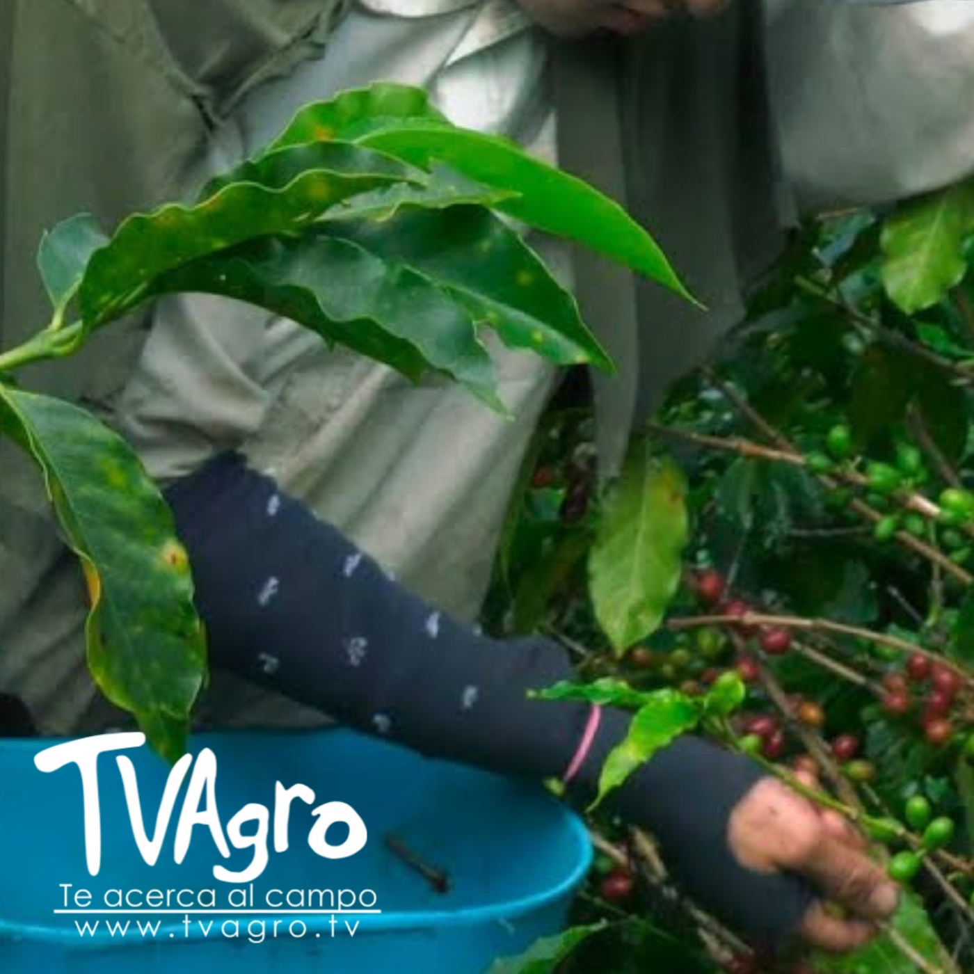 TV AGRO