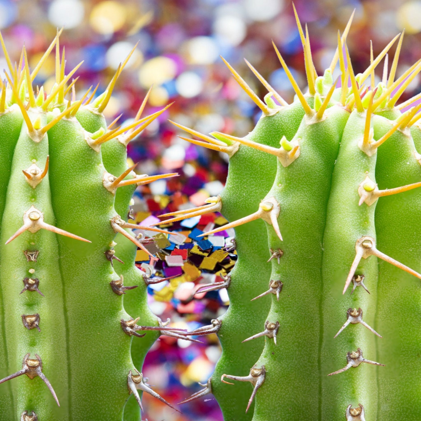 Cactus Confetti