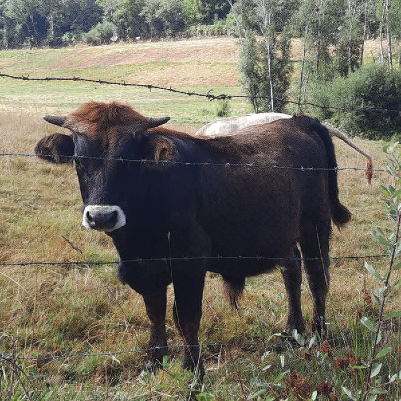 SAN ONOFRE, 17-XXVIII Balty Albiol (Trompeta) interviú