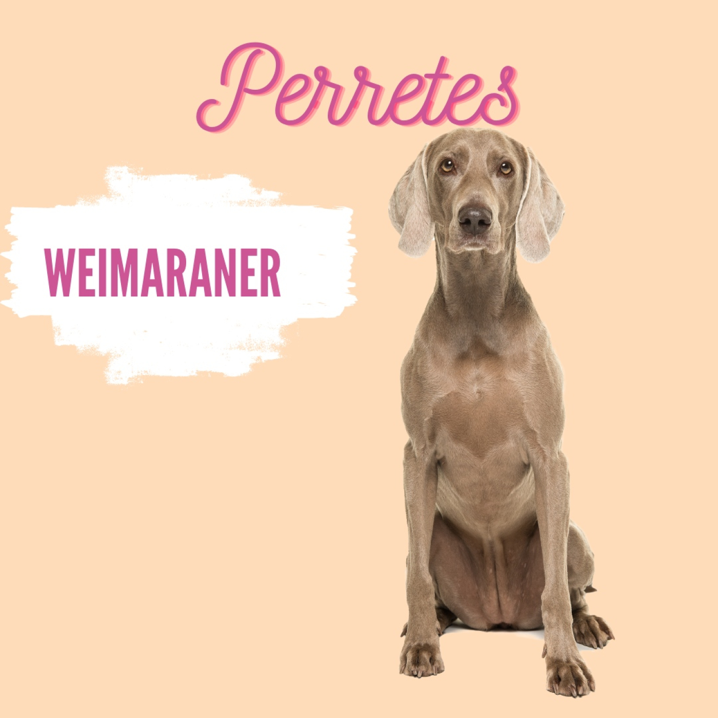 Perretes | Las razas de perros