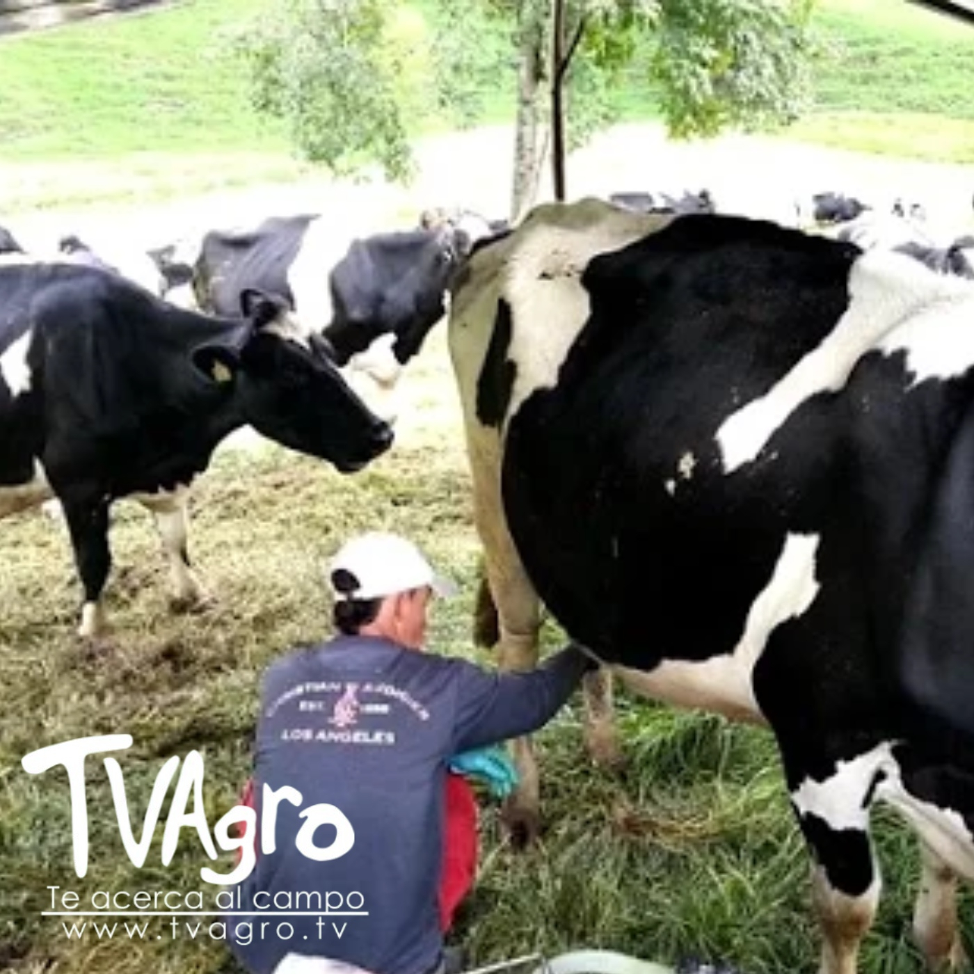 TV AGRO