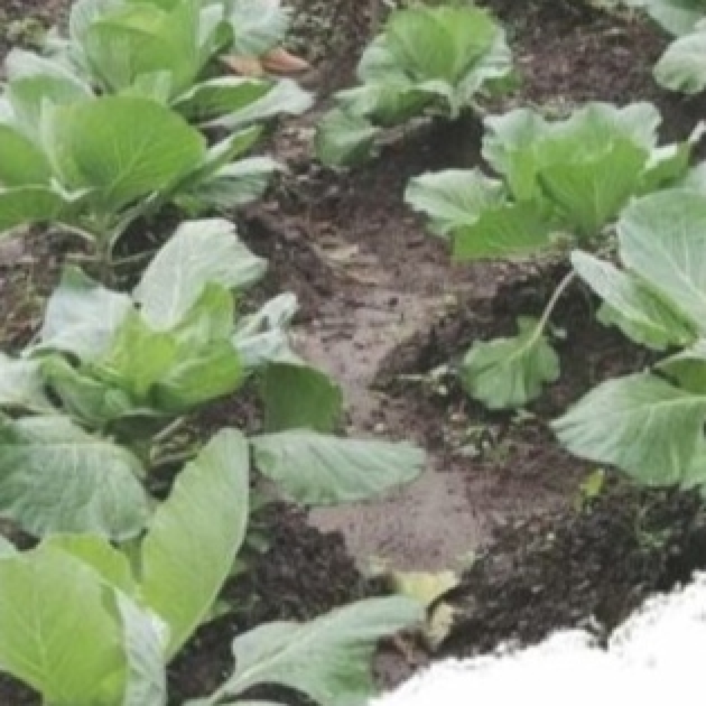 Máster en Agroecología (UNIA-UCO-UPO)