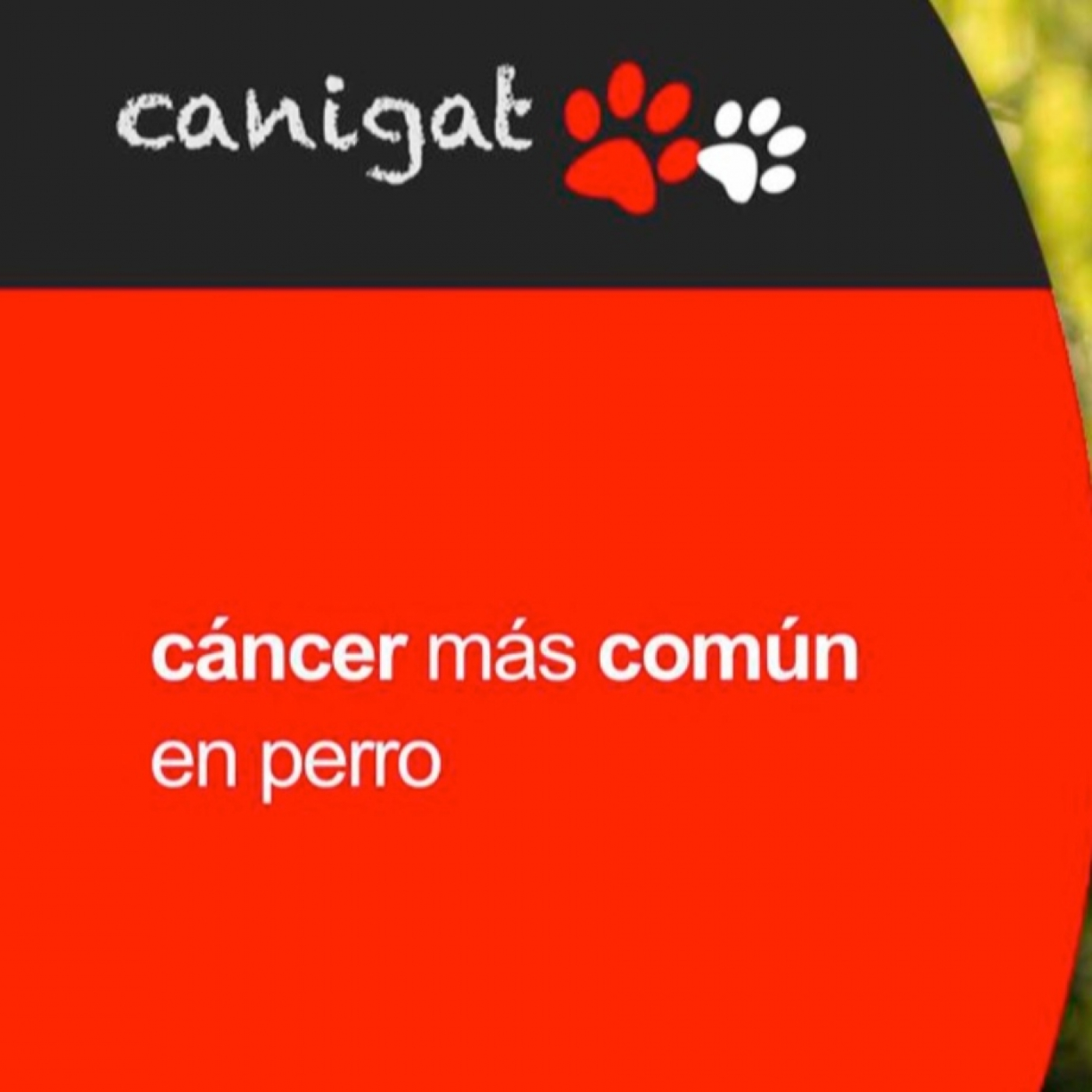 Consejos veterinarios de perros y gatos by canigat
