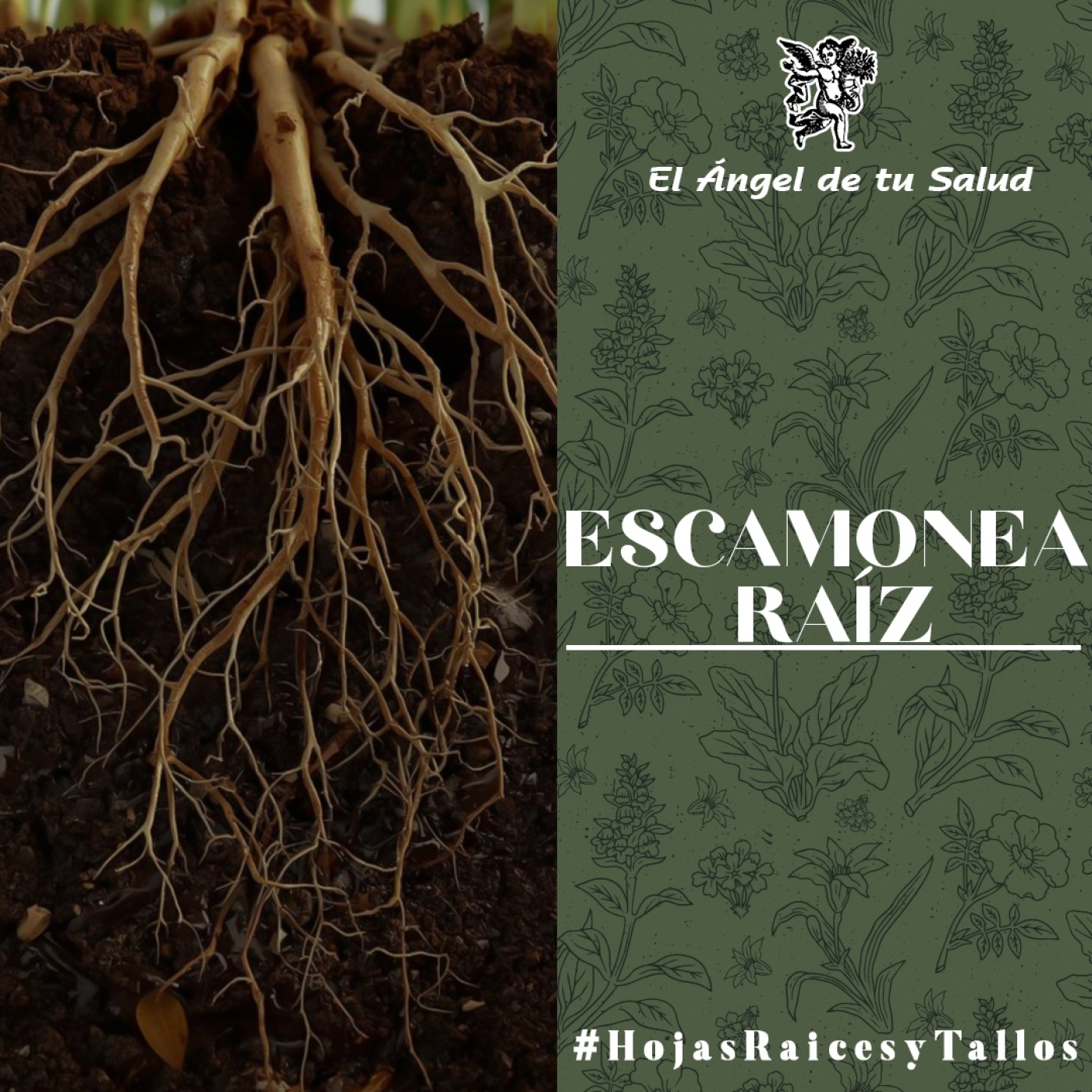 El Ángel de tu Salud - Escamonea Raíz** episode artwork