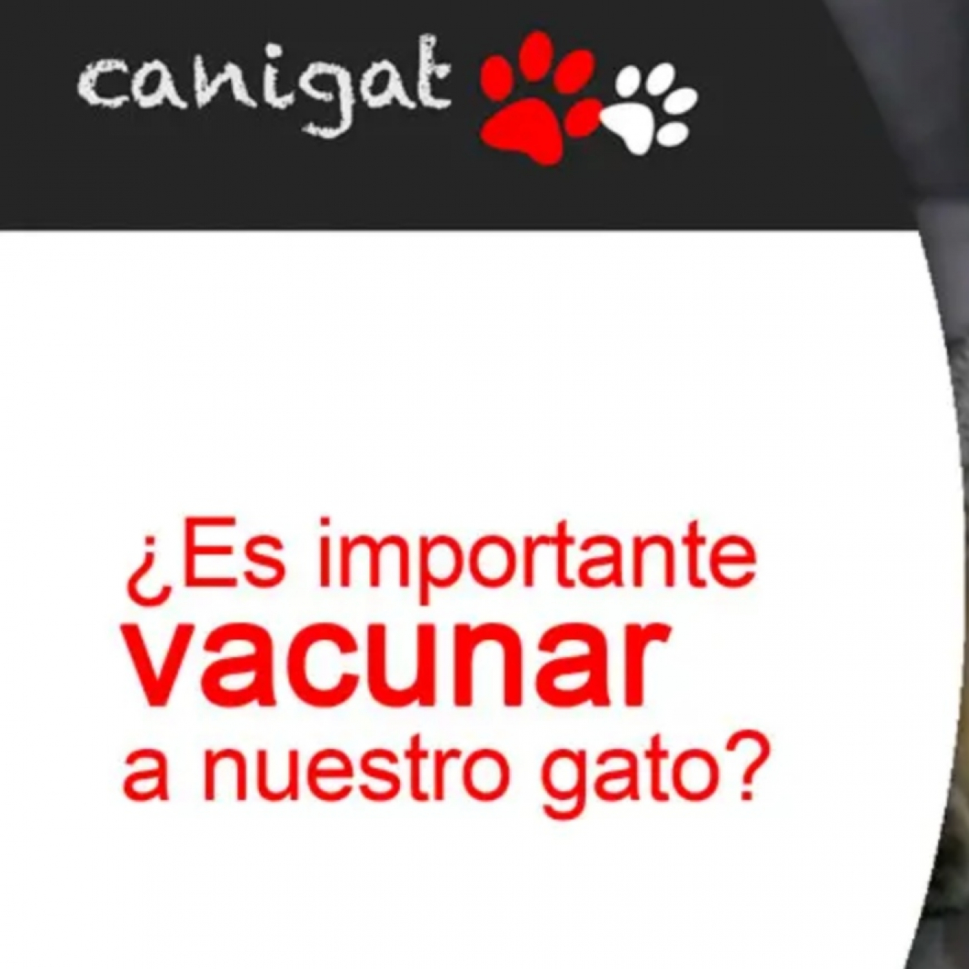 Consejos veterinarios de perros y gatos by canigat