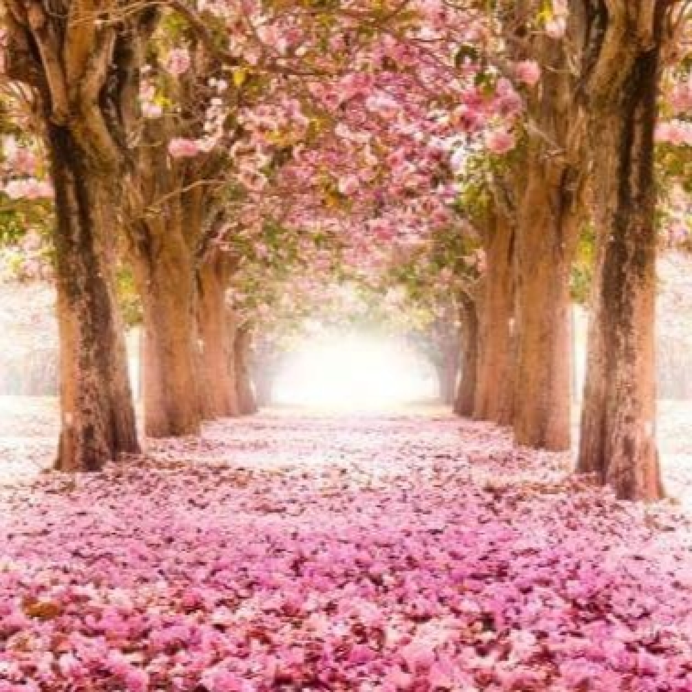 FRATERNIDAD ROSACRUZ DE MEXICO