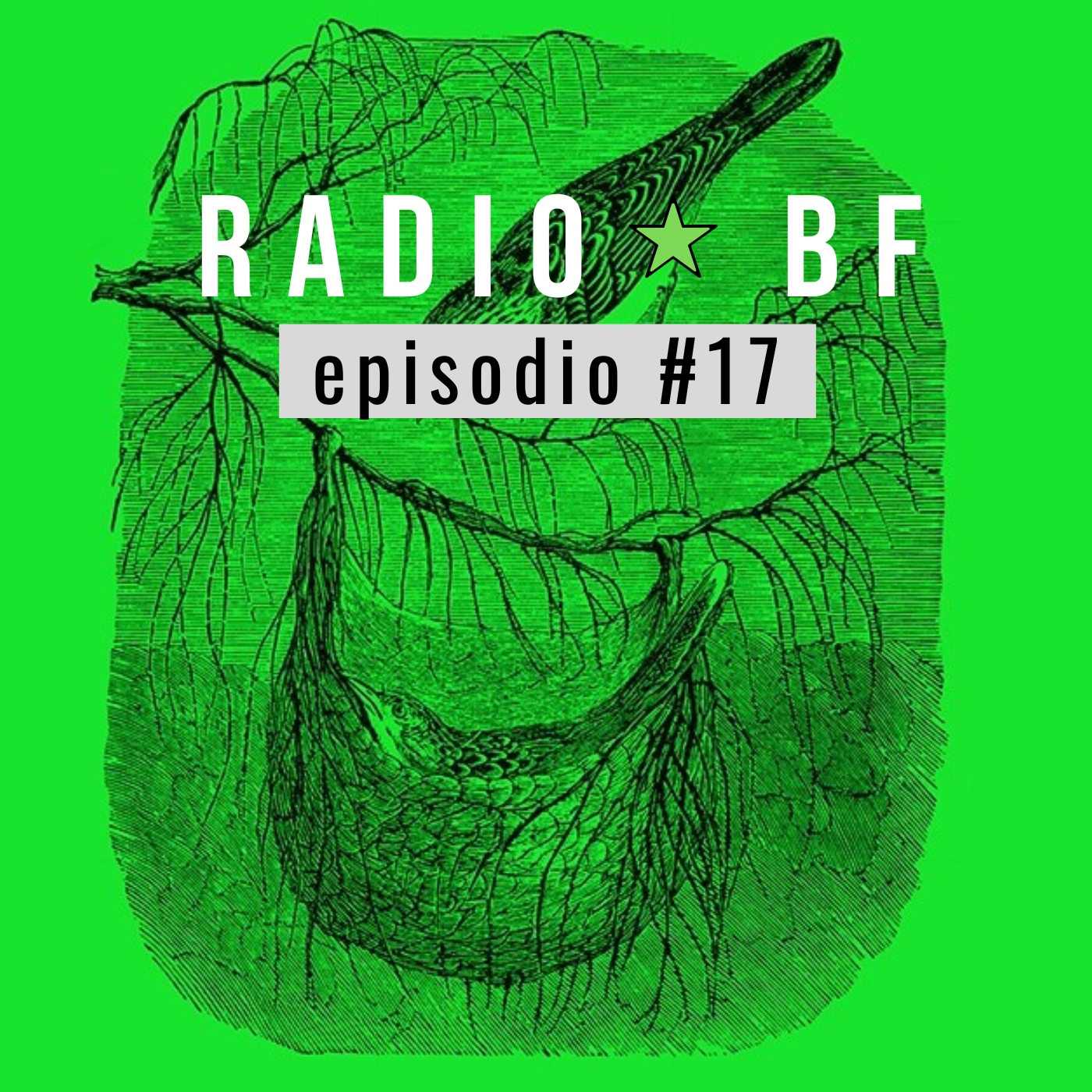 Radio BF