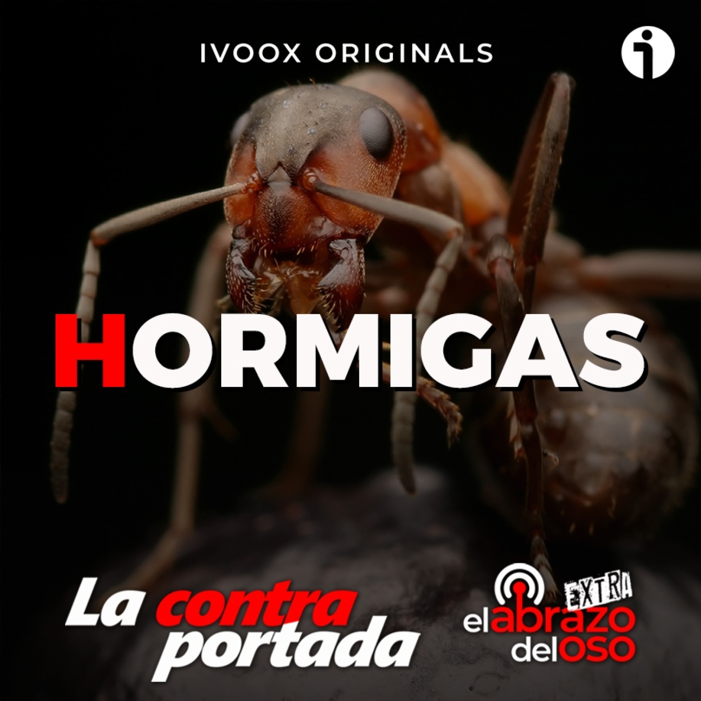 Hormigas - La Contraportada - Episodio exclusivo para mecenas