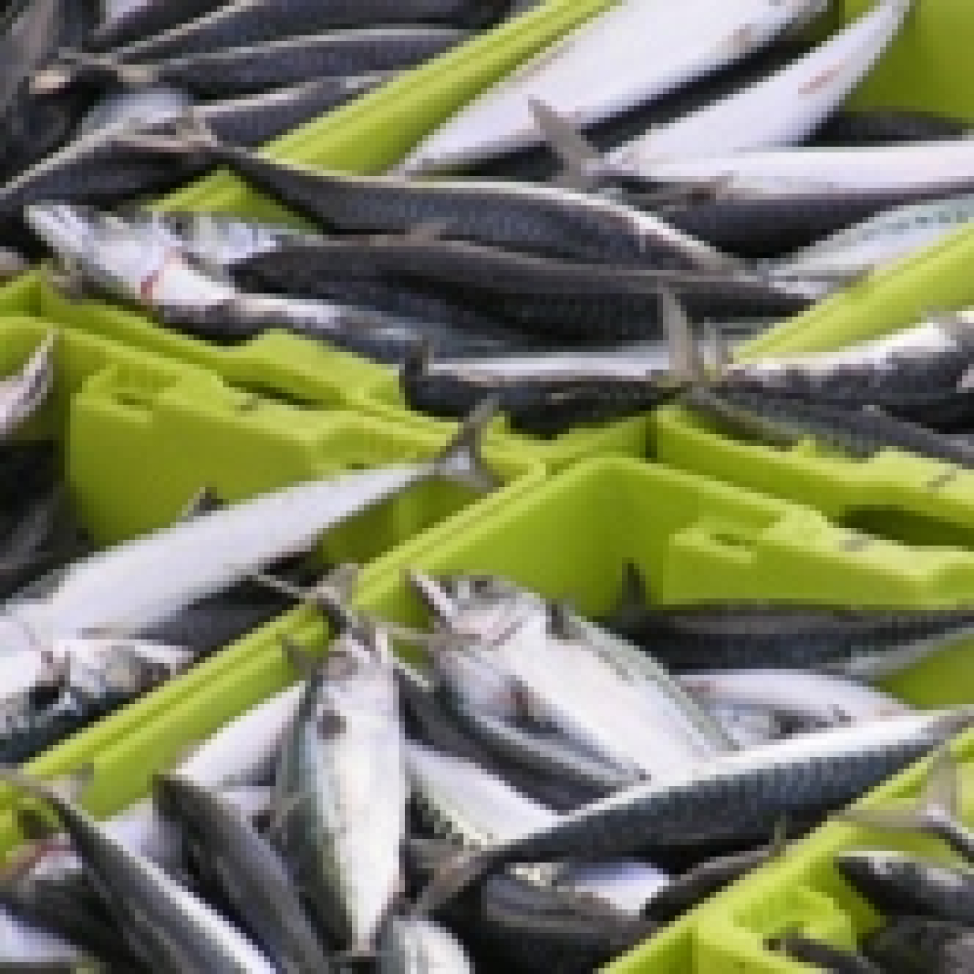 CASTRO URDIALES MÁS DE UNO