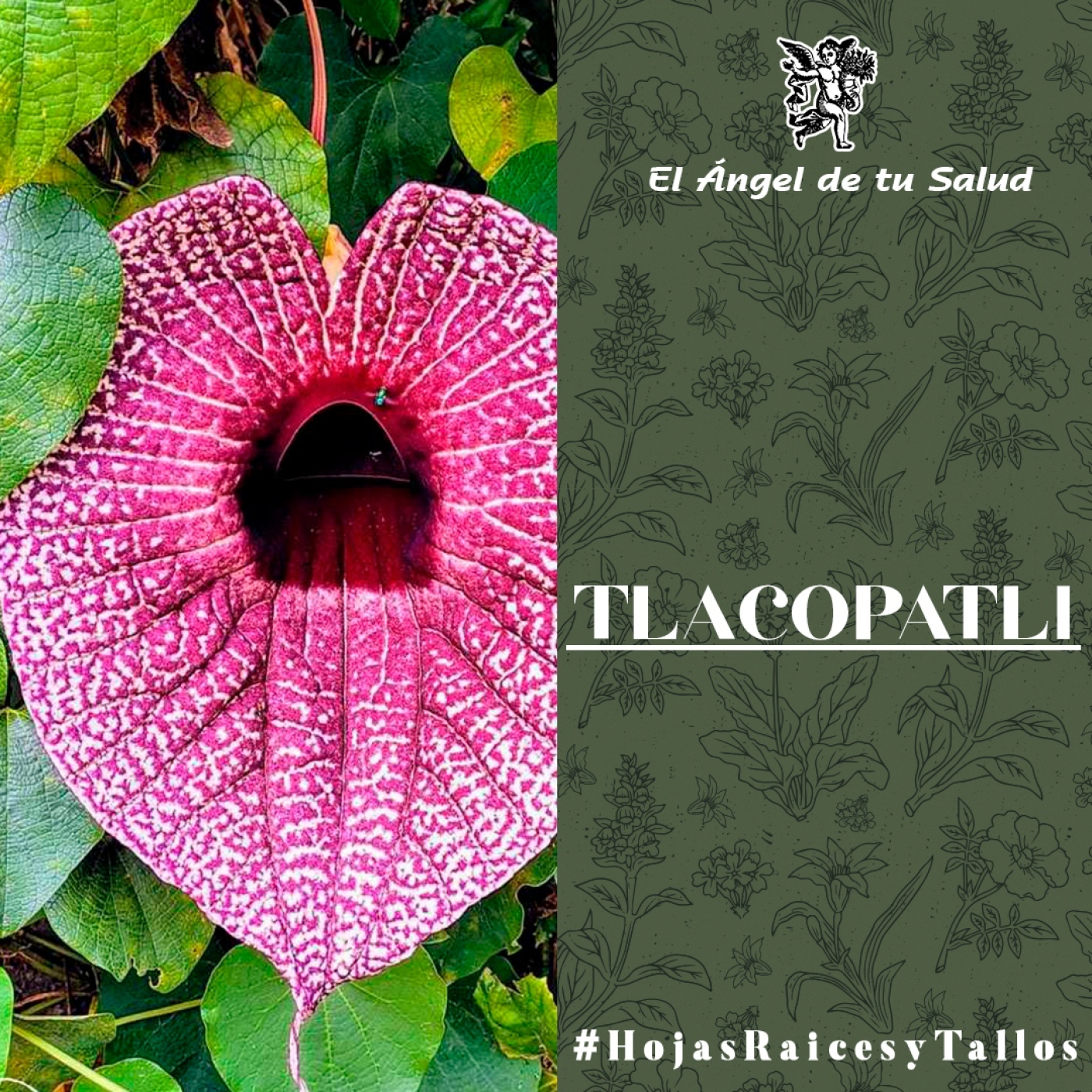 El Ángel de tu Salud - Tlacopatli** episode artwork
