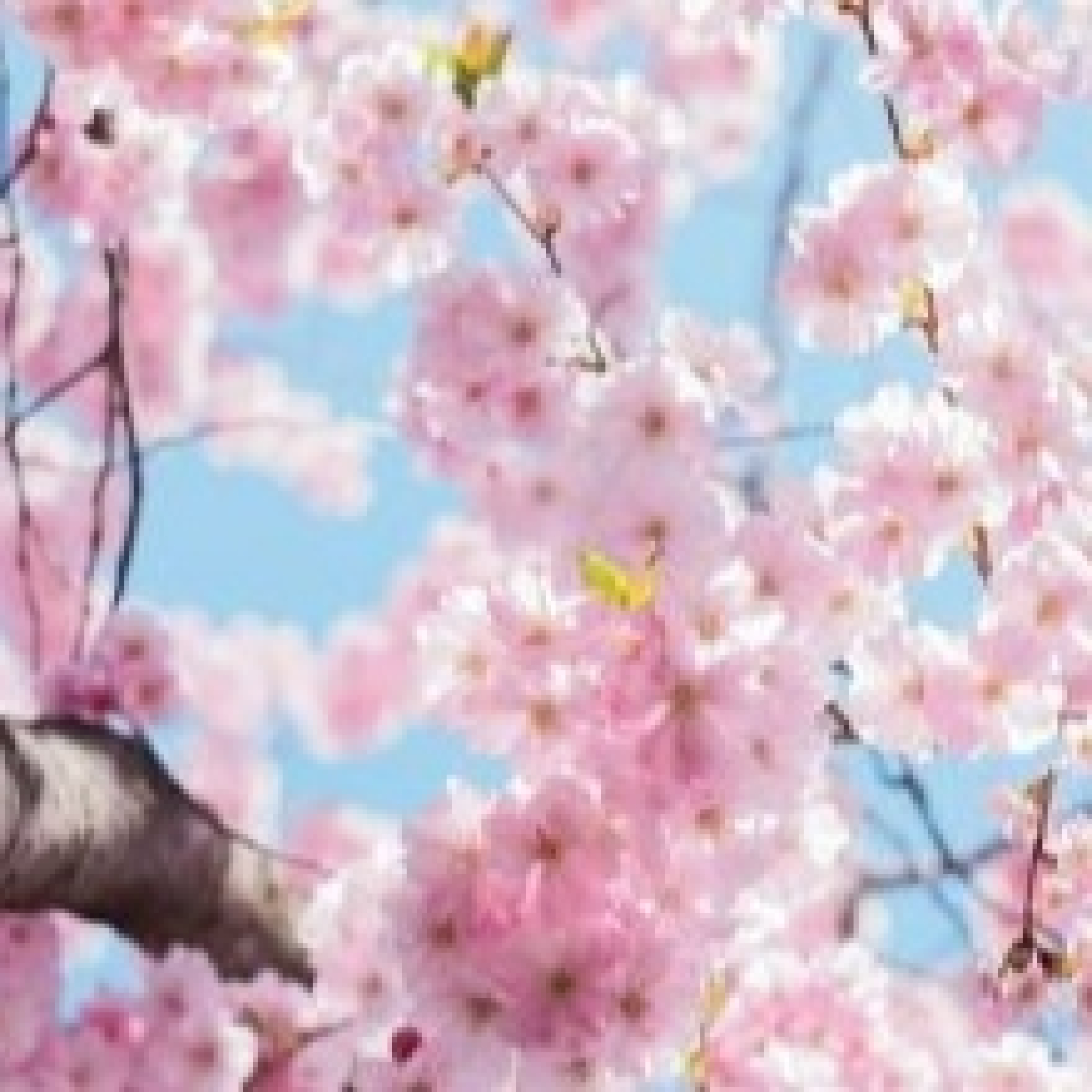 Primavera venidera