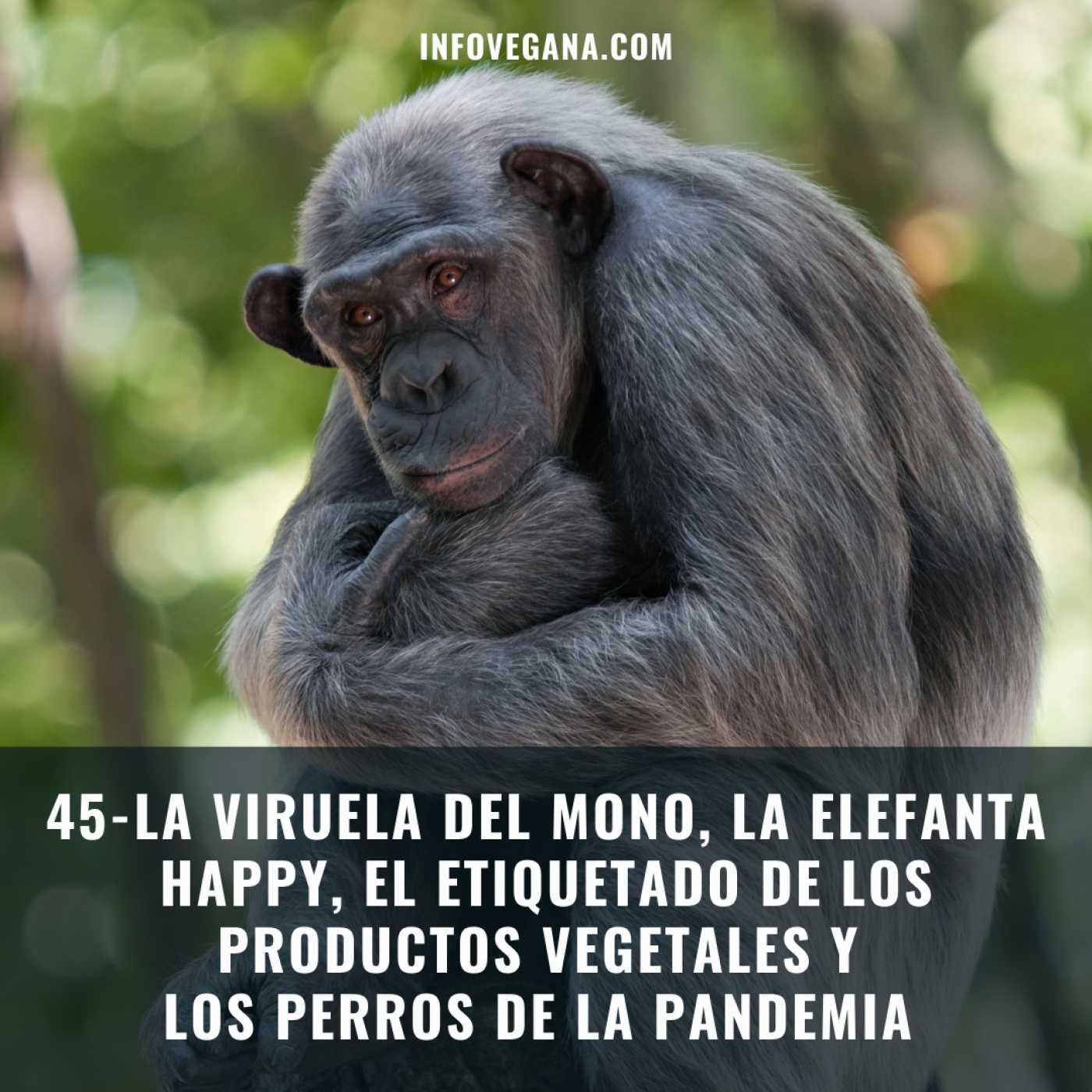 Infovegana, podcast de veganismo y sostenibilidad