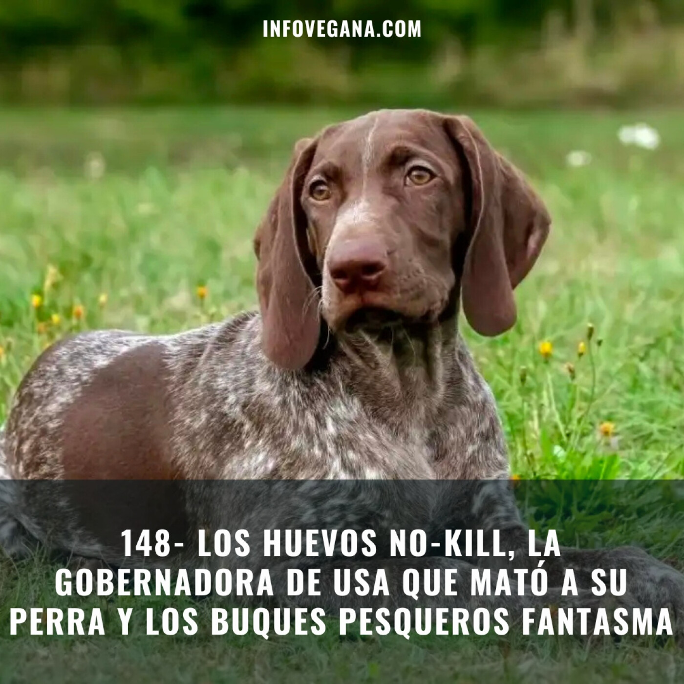 Infovegana, podcast de veganismo y sostenibilidad