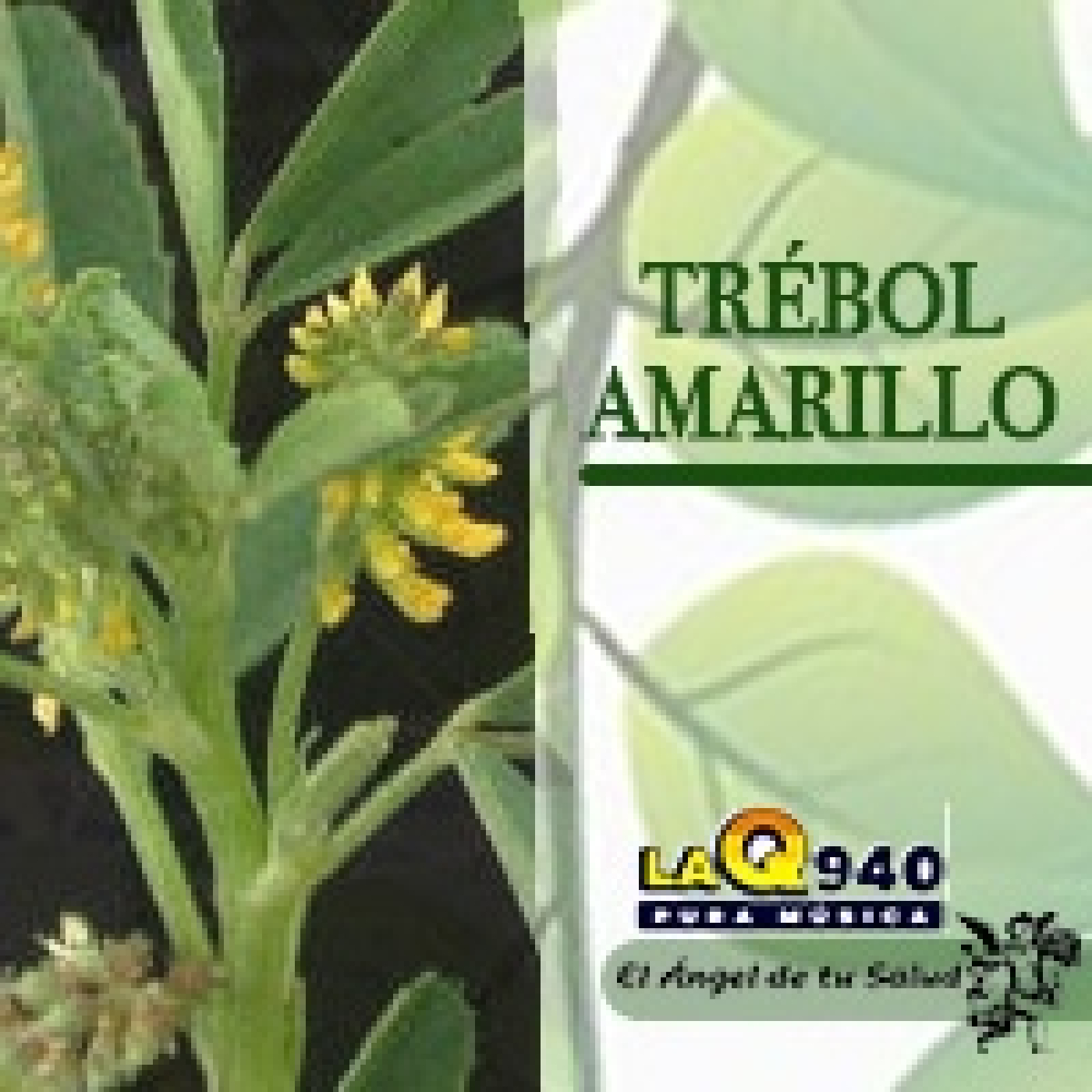 El Ángel de tu Salud - Trébol Amarillo** episode artwork