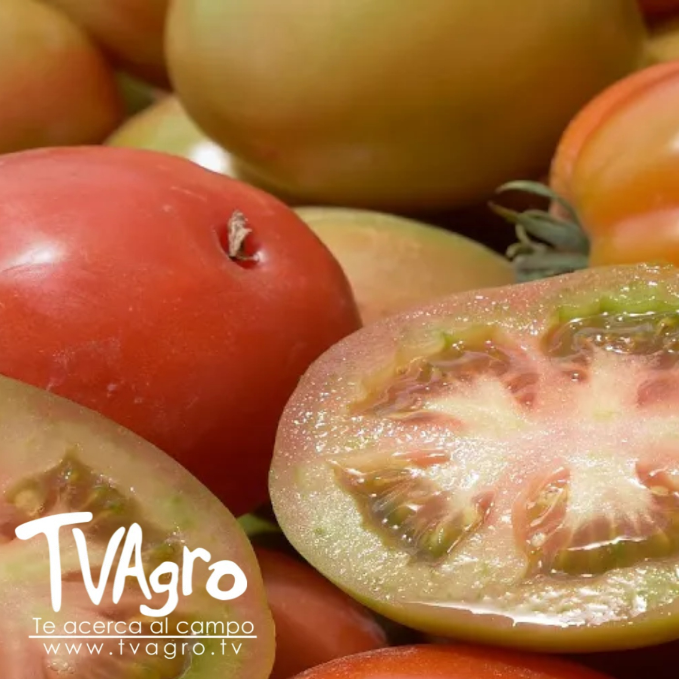 TV AGRO