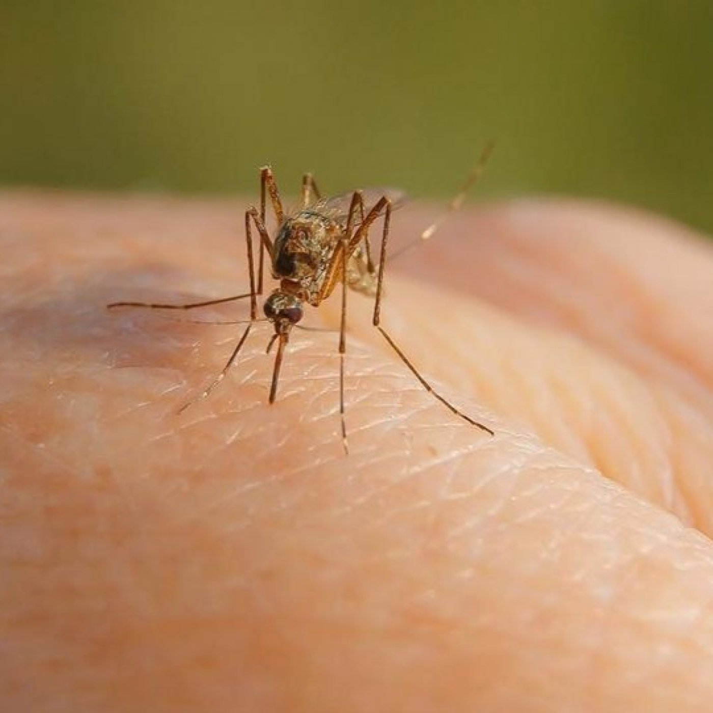 Recomendaciones para prevenir las picaduras de mosquitos y las enfermedades que transmiten episode artwork