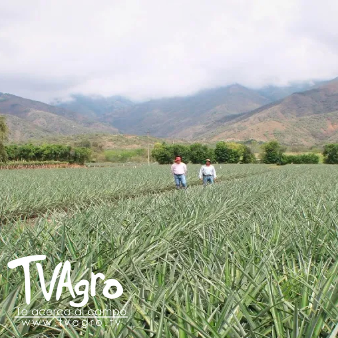 TV AGRO