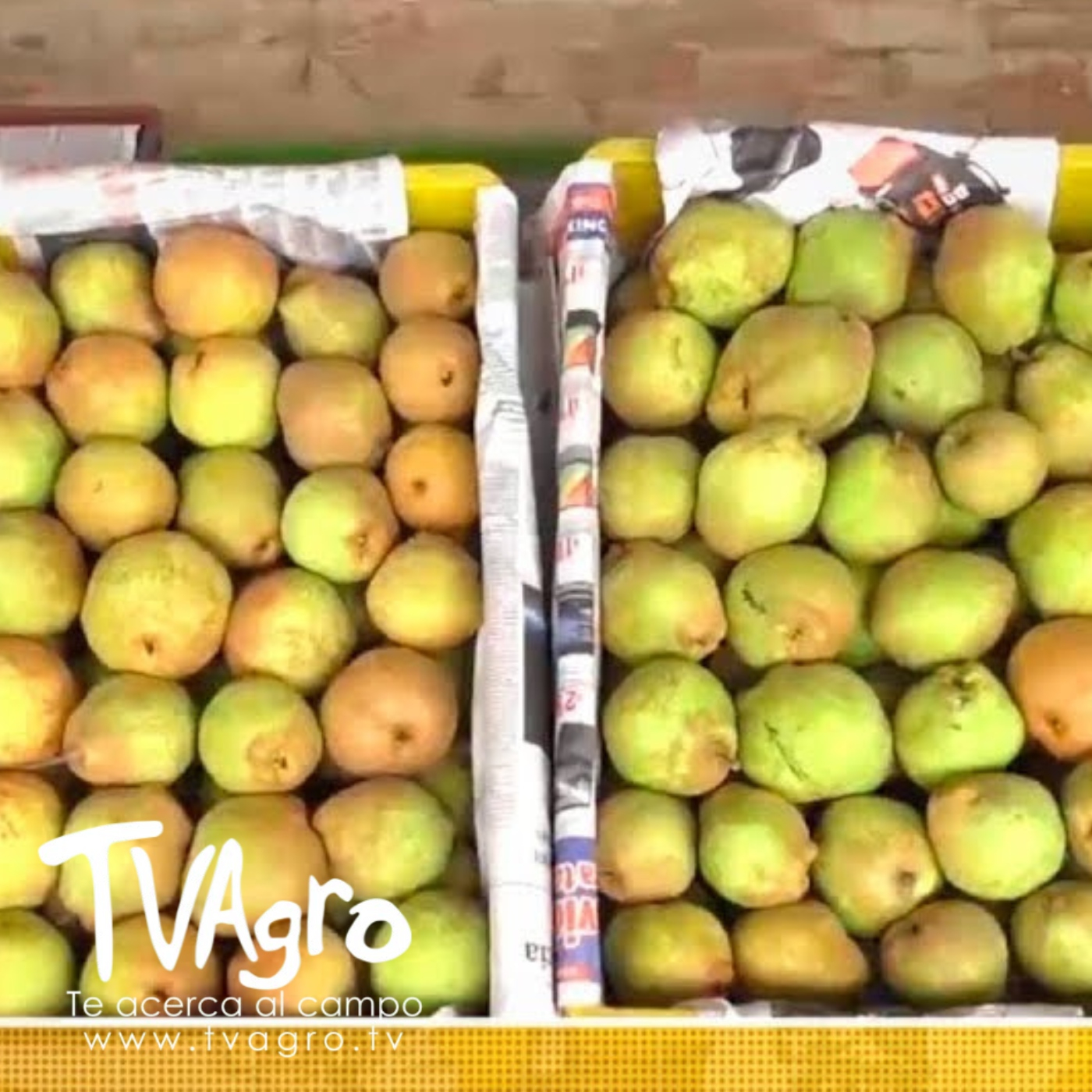 TV AGRO